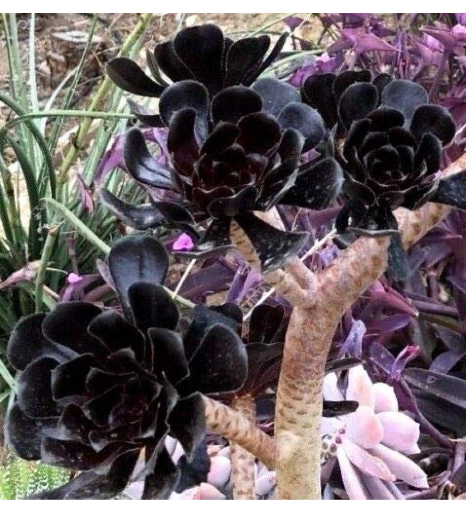 3 cutt ngs on um rbor um Bl ck Ros ' Cutt ng 3 - 4" - Buy Online on GoSupps.com