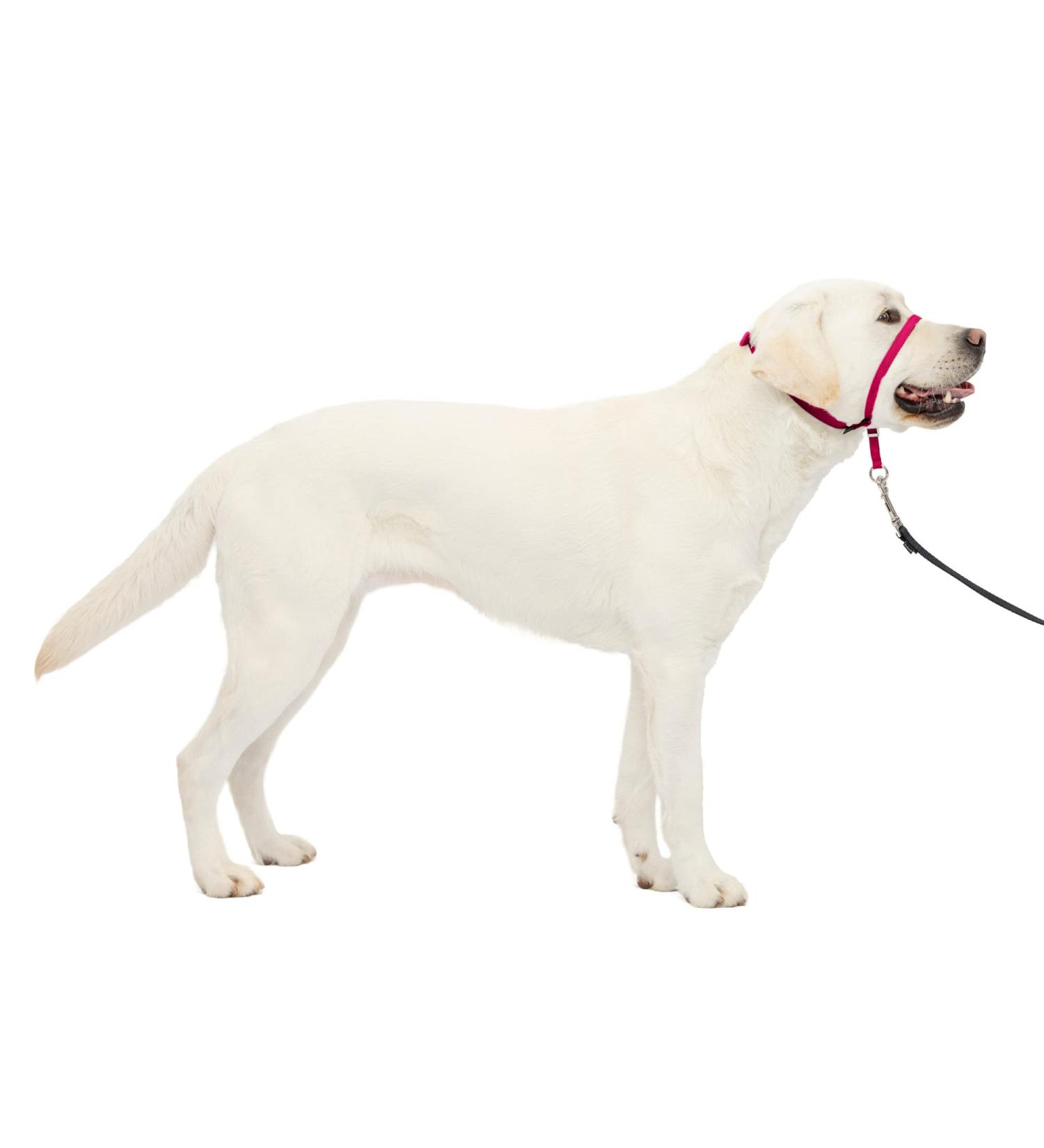PetSafe Gentle Leader Collar with Training DVD - Raspberry Large (60-130 lbs) | Best for Dog Training & Behavior - Buy Online on GoSupps.com