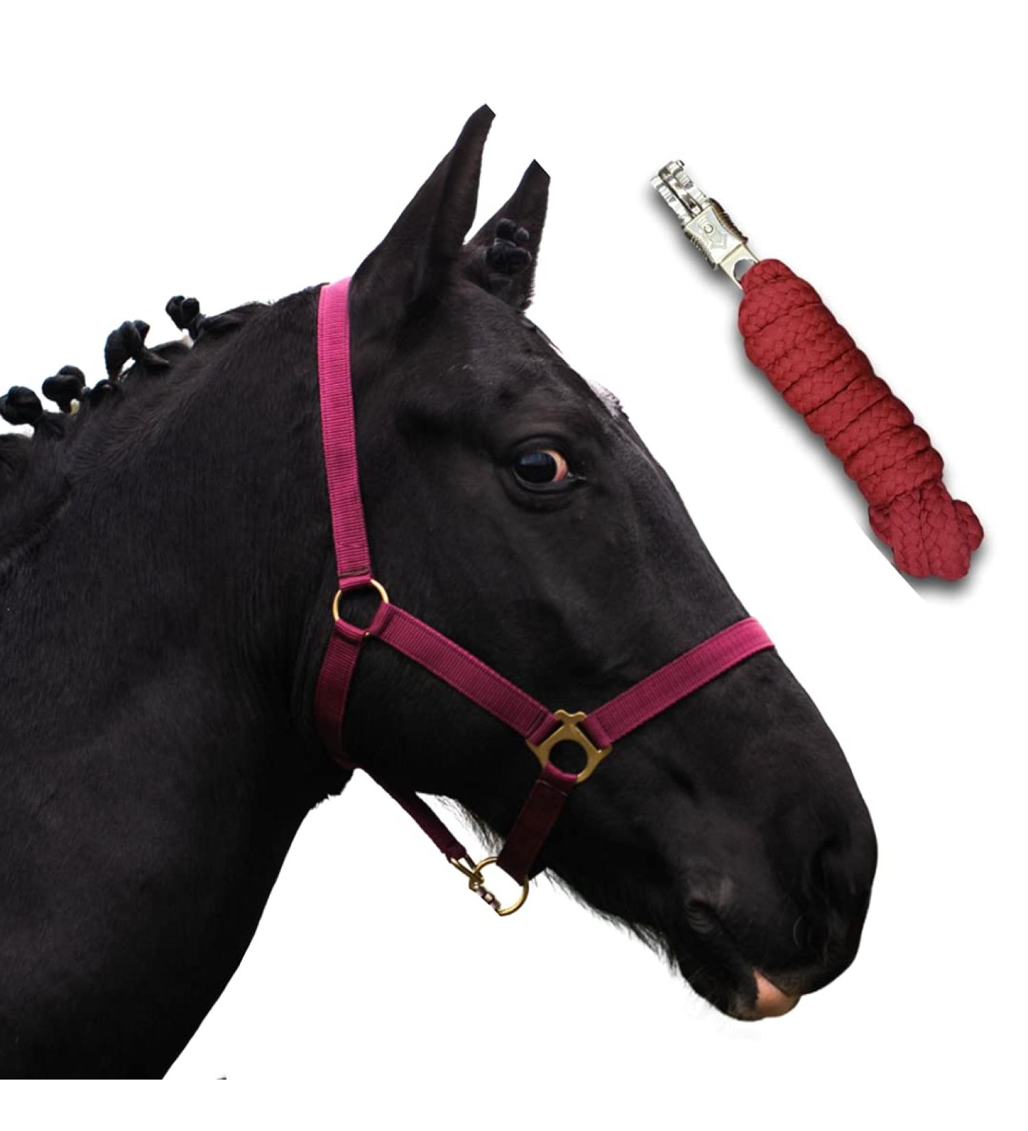 Halter for Horses with Rope - Premium Knitting Halters for Shetty Pony Thoroughbred | Bordeaux Cold Blood Sizes Available - Buy Online on GoSupps.com