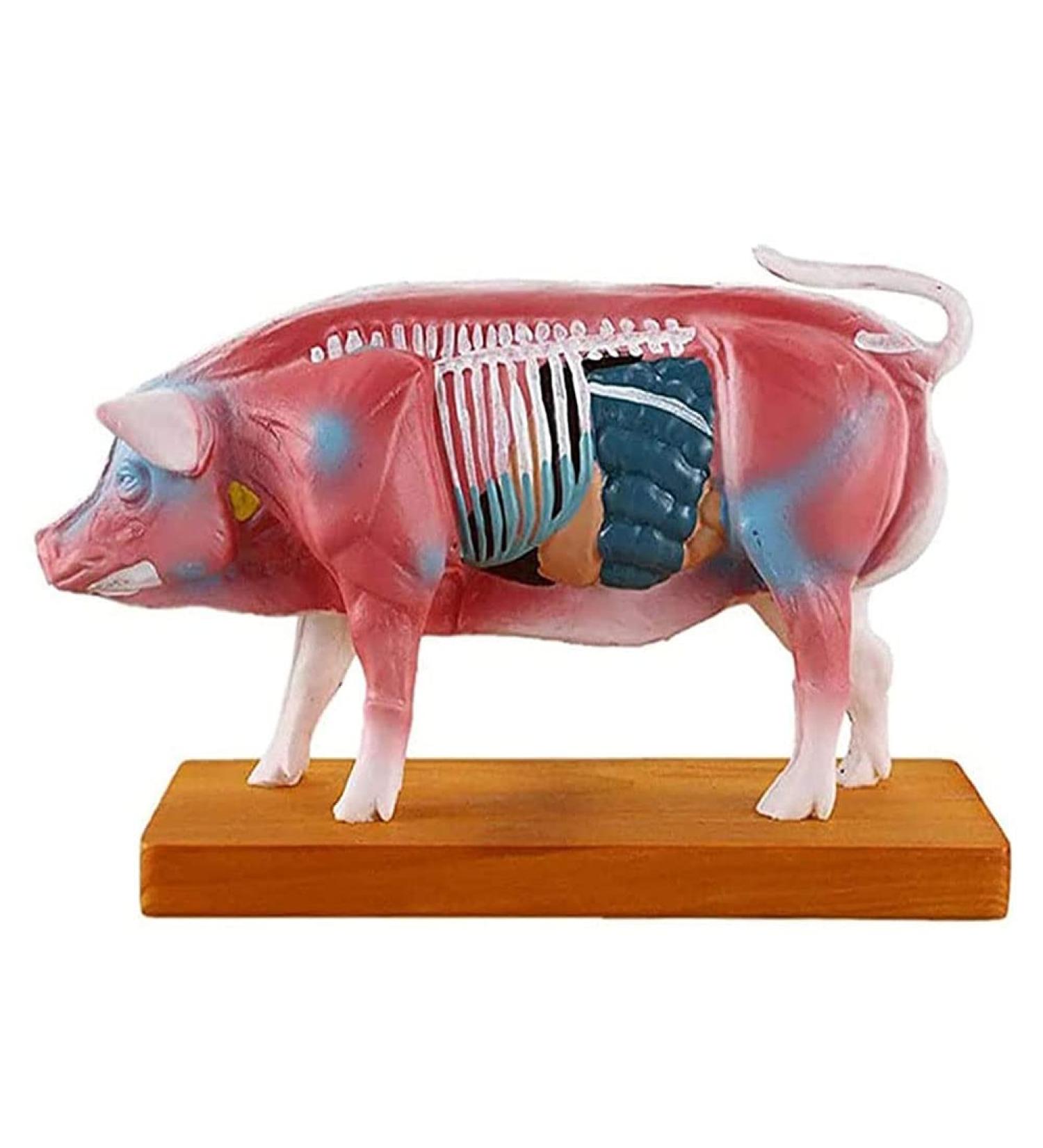 Pig Acupuncture and Moxibustion Model Pig Acupuncture and Moxibustion Point Pig Anatomical Model Physiological Tissue Structure Display - Buy Online on GoSupps.com