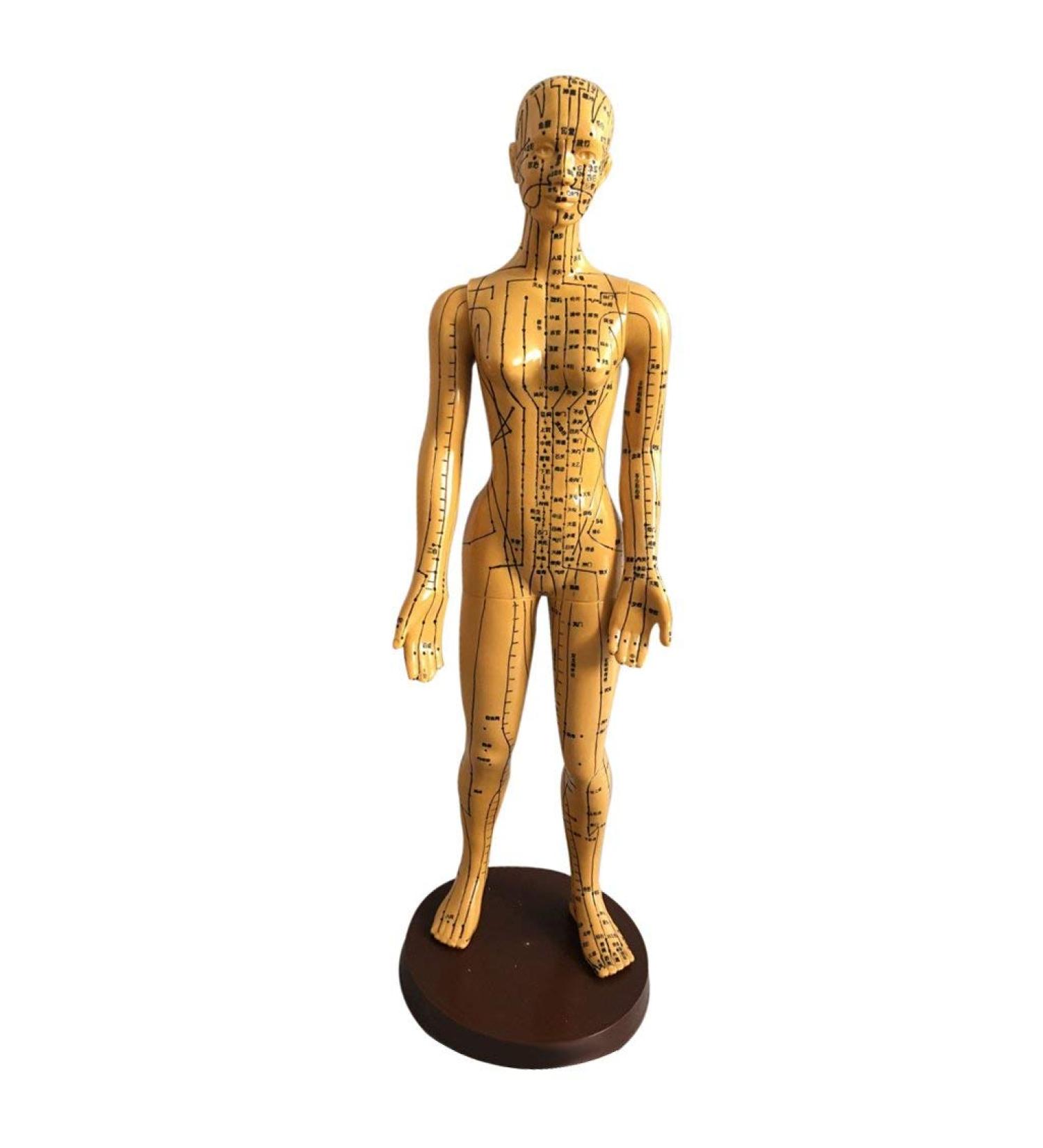 Education Model Toy Model Anatomy Professional Medical Acupuncture Female 48cm 19" - Buy Online on GoSupps.com