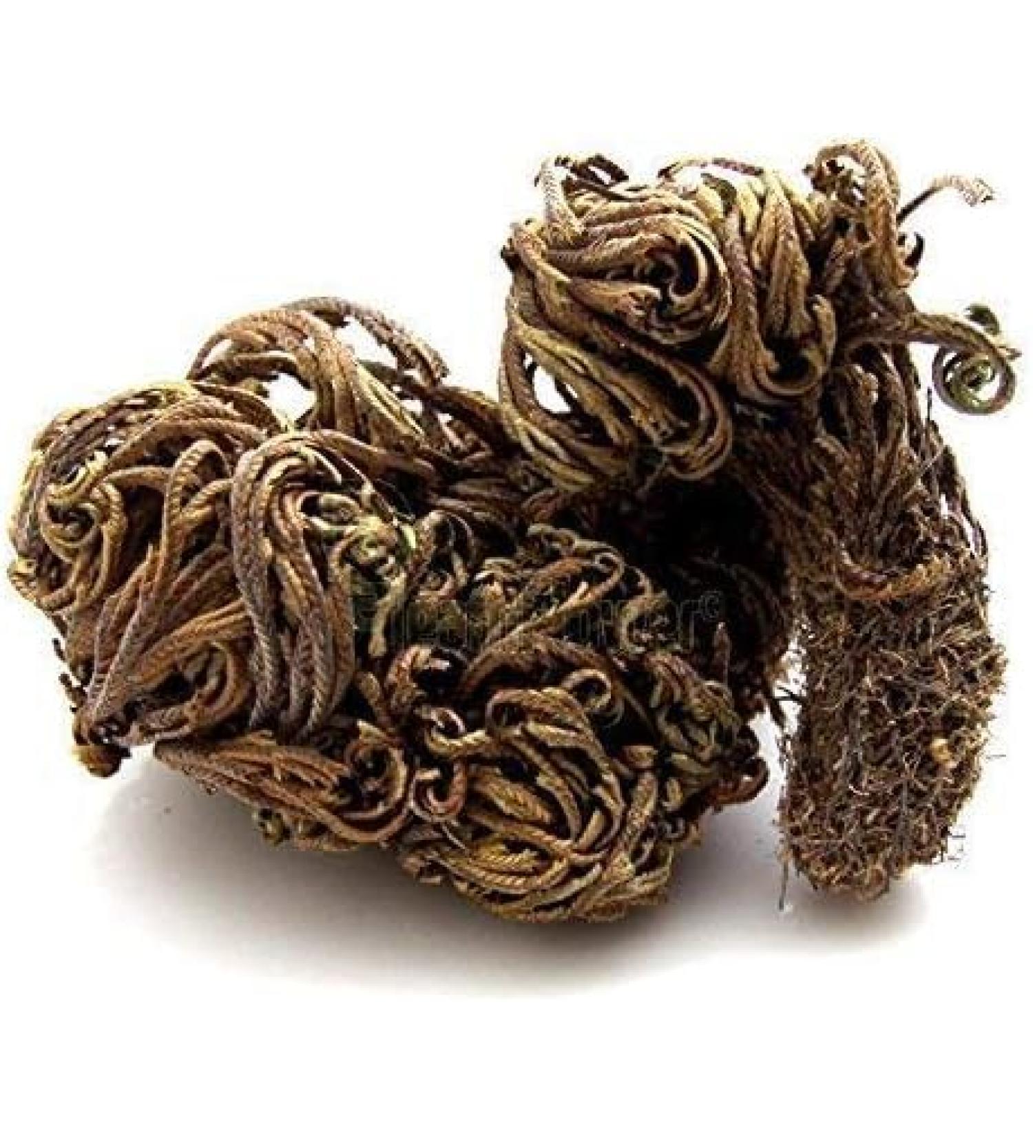 QURA QURA Laxman Booti 200gms - Sanjeevani - Pitta Kaku - Laxman Buti - Selaginella Bryopteris