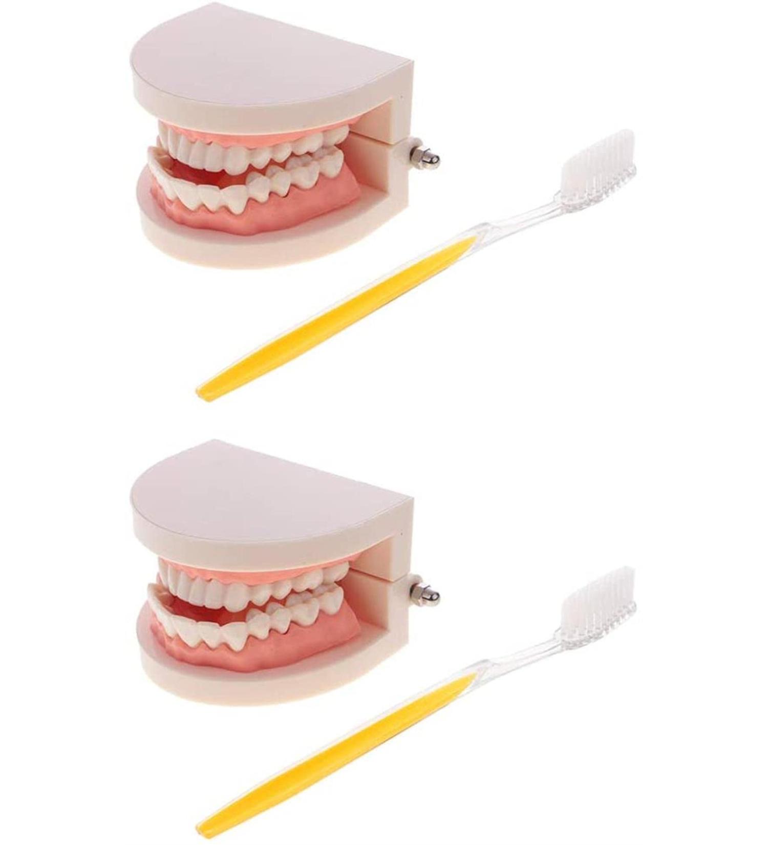 2 Sets of 1:1 Human Teeth Model with Toothbrush - Ideal for Dental Care Education & Prosthesis Study for Students - Buy Online on GoSupps.com