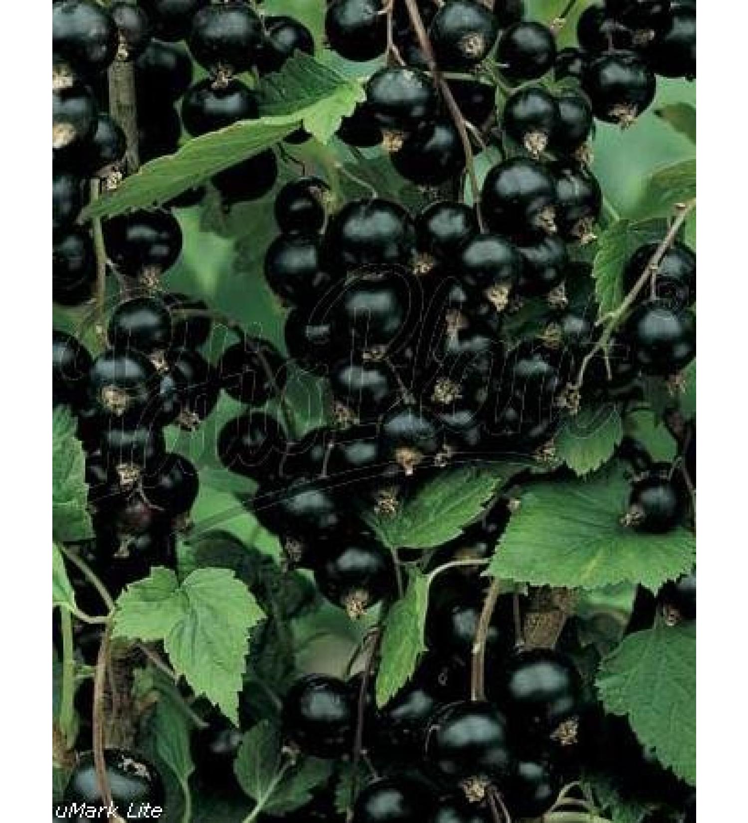 Blackcurrant (Ribes nigrum)