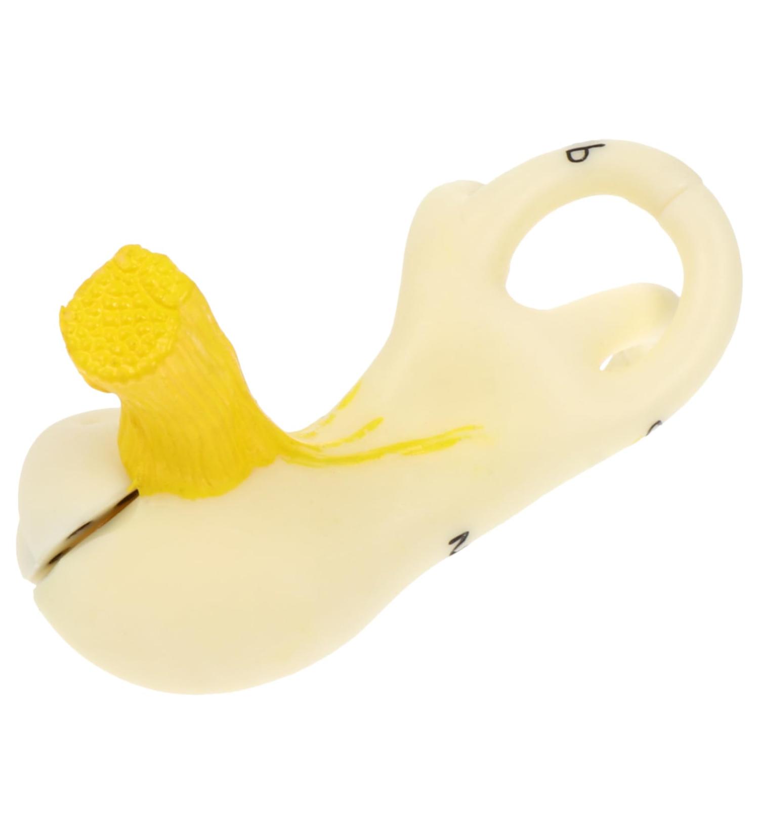 Buy Mobestech Ear Labyrinth Model - Realistic Human Ear Anatomy Display | Perfect Teaching Prop for Education - Buy Online on GoSupps.com