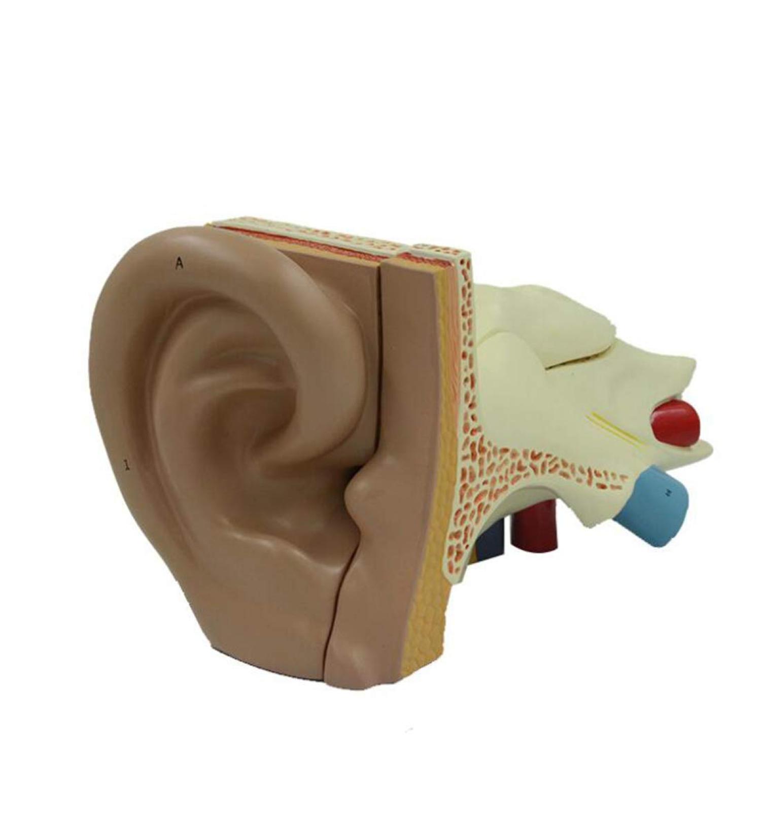 Human Ear Model Professional Ear Simulation Model 6X Magnification Human Organ Model Ear Model 5-Piece Medical Education Model - Buy Online on GoSupps.com