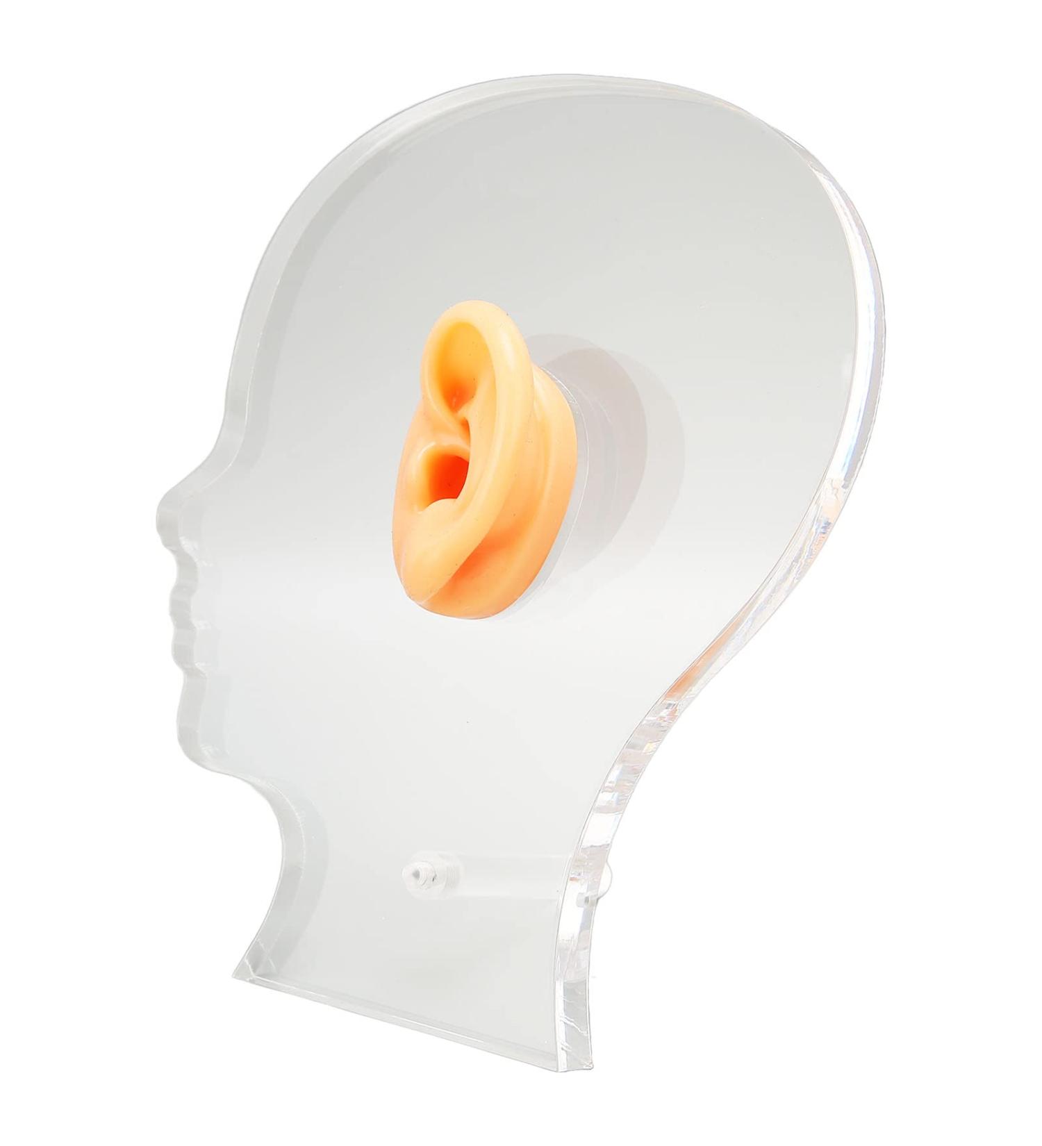 Ear Display Mold: Lifelike Silicone Ear Model with Acrylic Stand for Hospitals - Buy Online on GoSupps.com