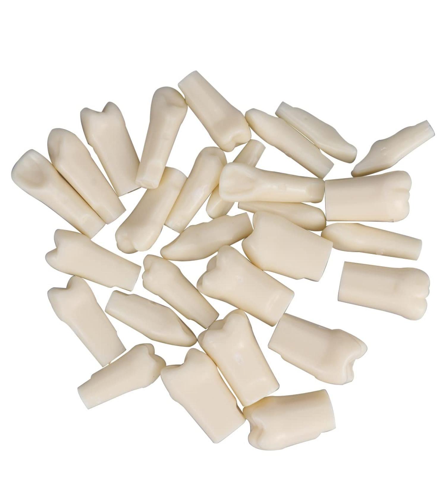 Dental Simulator Manikin Phantom Head - Training & Study Typodont Model with Removable 28 Teeth for Dental Exercises - Buy Online on GoSupps.com