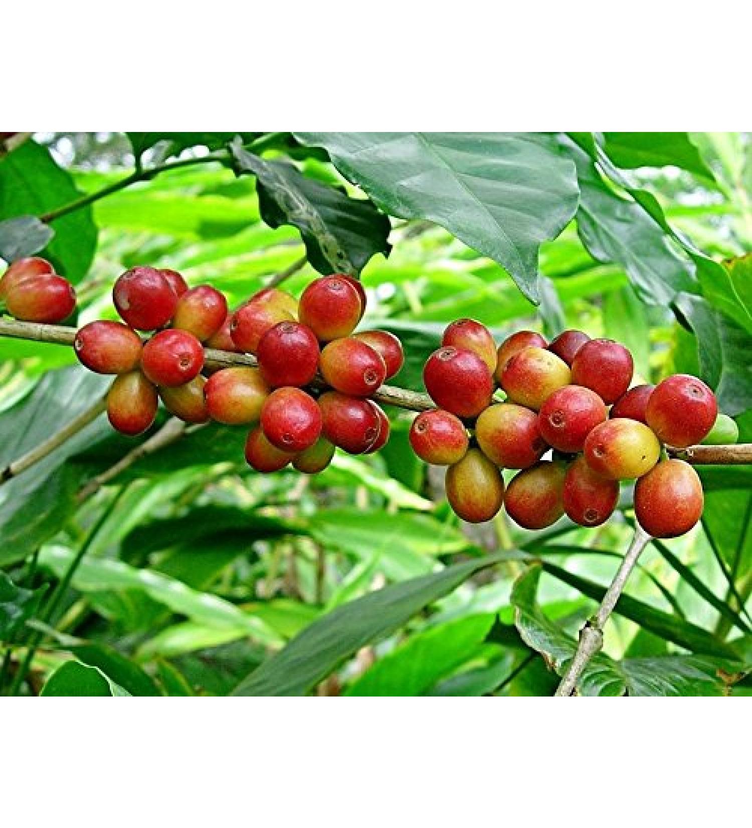 20 Arabica Coffee Seeds Coffea arabica shrub seeds