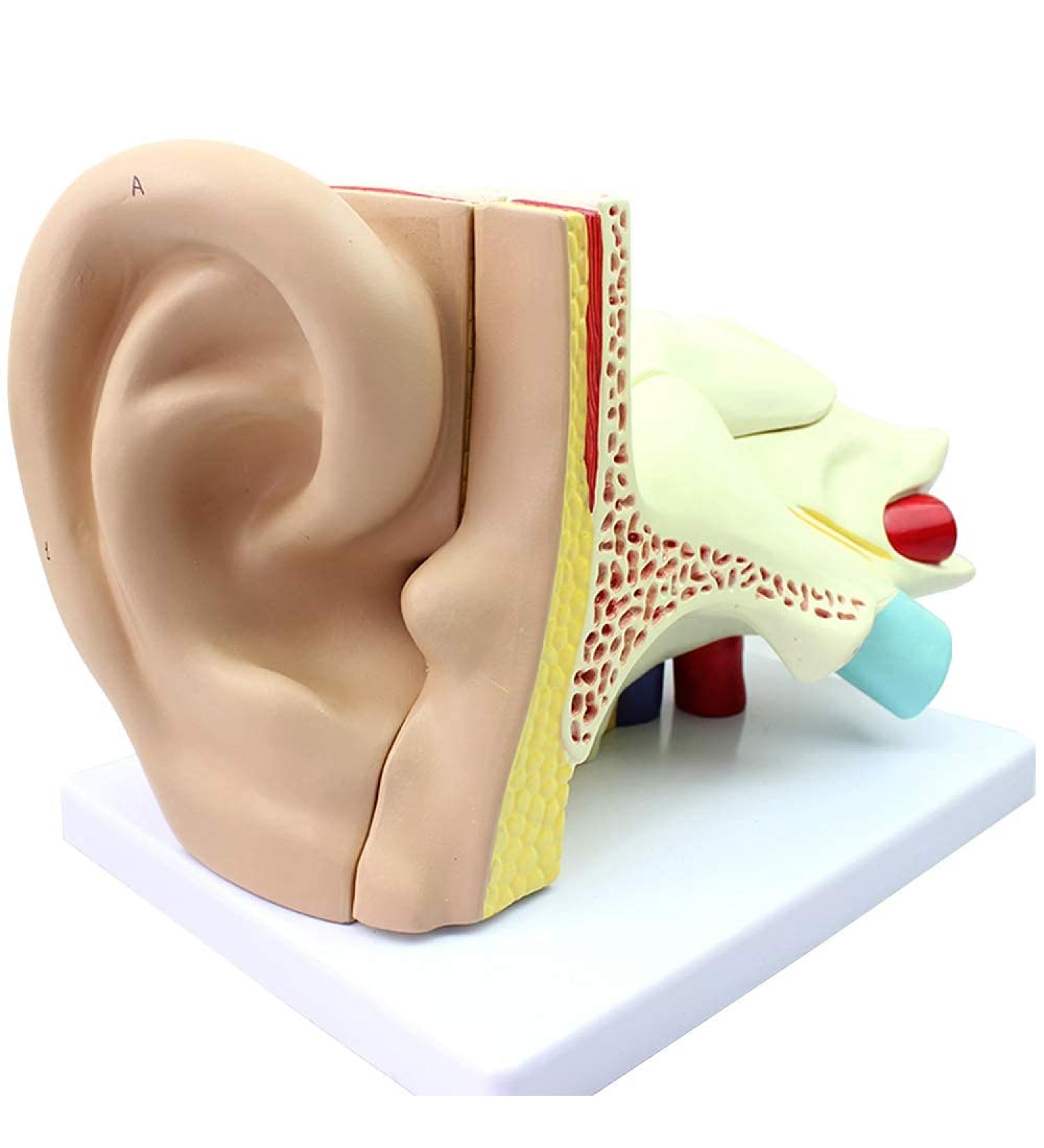 Human Ear Template Outdoor Ear Medium Ear Inner Ear Ear Structure Model Adapted for Teaching - Buy Online on GoSupps.com