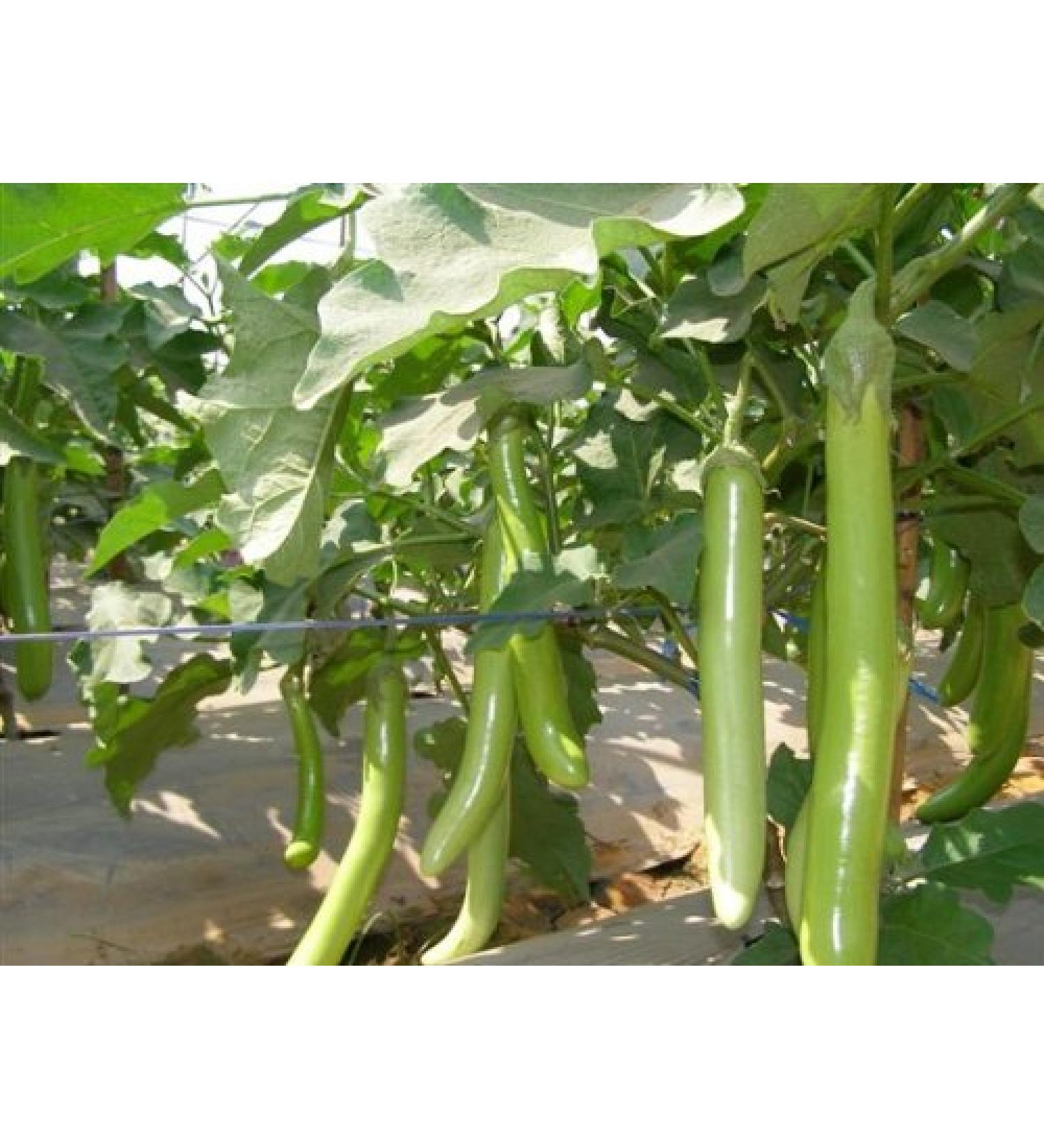 100 Egg Sementi Delle piante di Verdure per trasporto Thai Food Libero - Buy Online on GoSupps.com