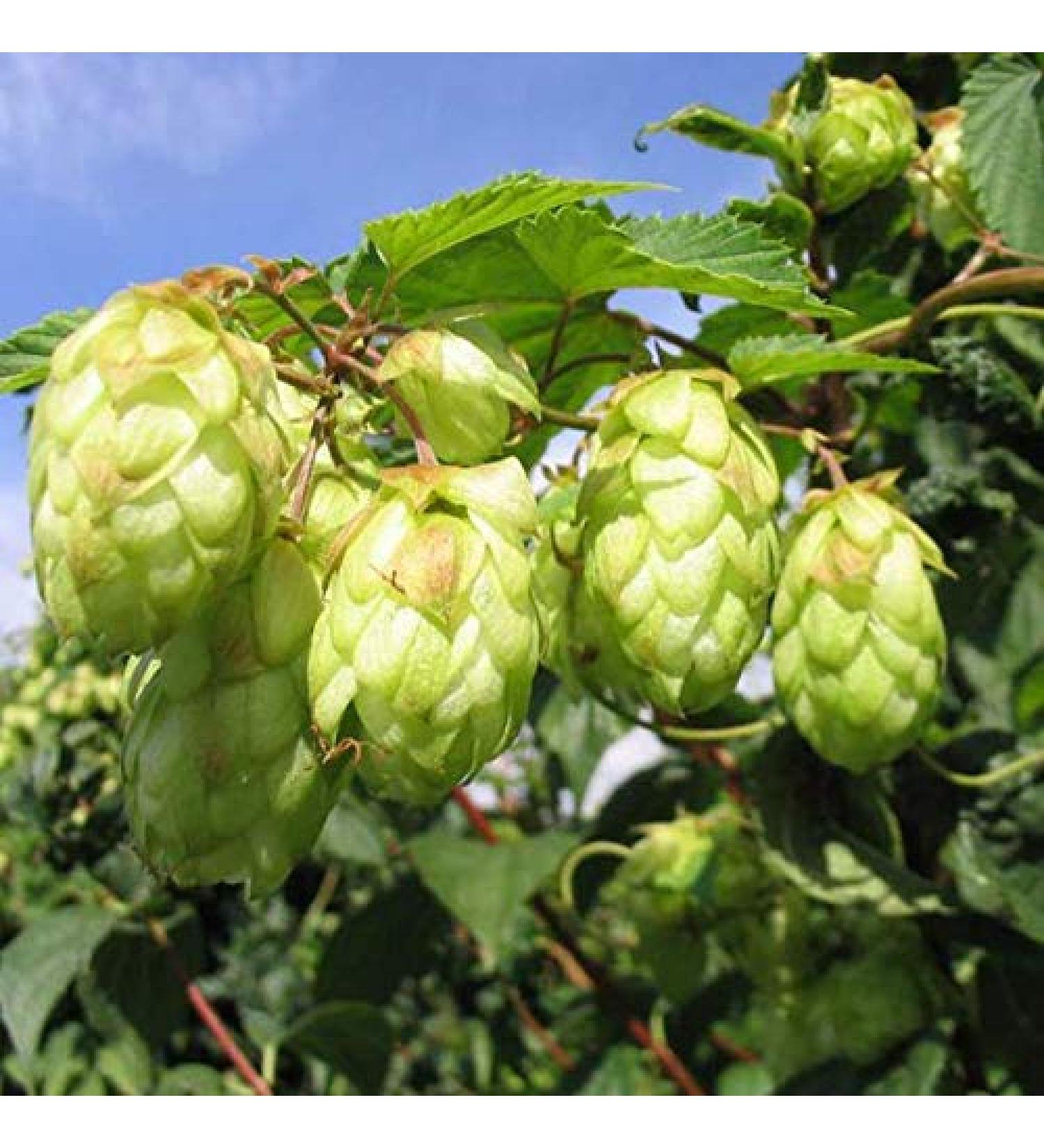 100Pc / Spack Luppolo Semi Humulus Lupulus Birra Pianta Da T T Herb Brew German Magnum