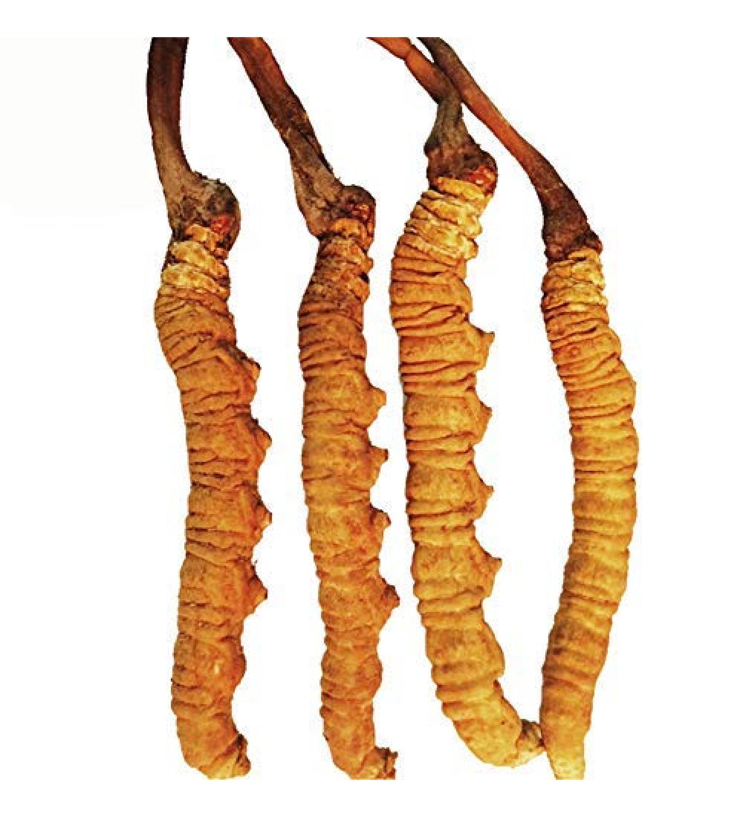 Wild Organic Cordyceps Sinensis Boost Energy Reduce Stress for Men and Women (9 Grams) - Buy Online on GoSupps.com