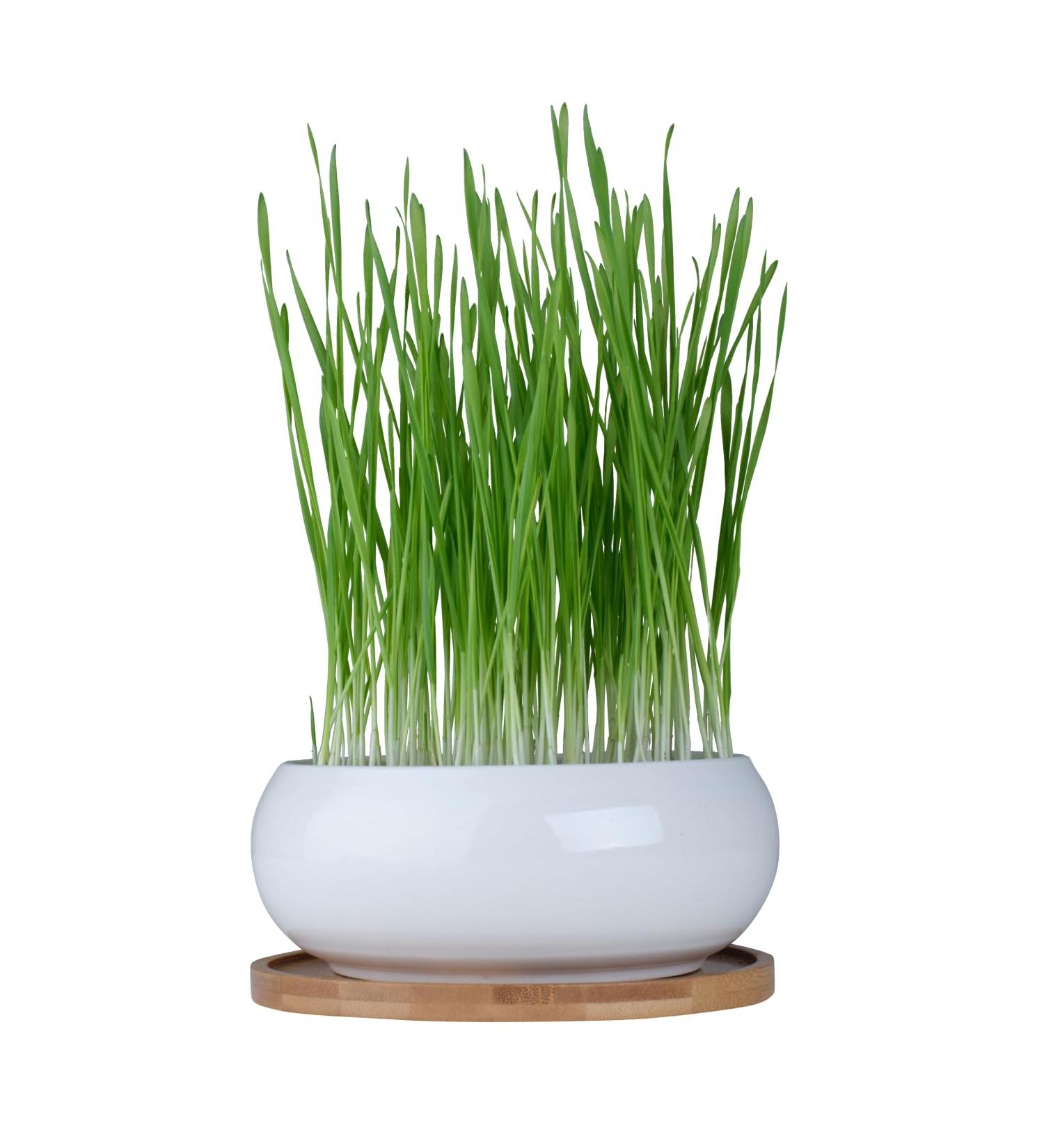 Pfotolymp Cat Grass Bowl Set - Ceramic Bowl Bamboo Coating Coconut Seeds & Tools for Healthy Cat Greens | International Shipping - Buy Online on GoSupps.com