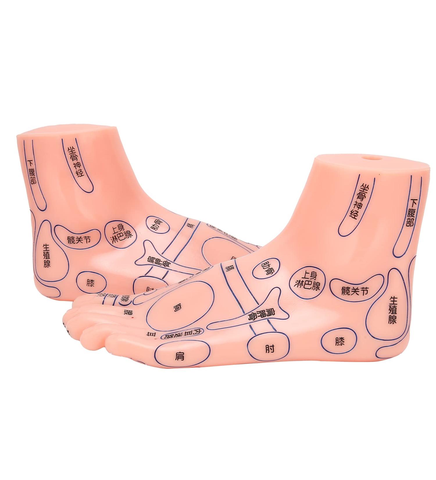 Acupuncture Point Model for Human Feet | Reflex Zone Massage Learning Tool | Durable PVC | Ideal for Hospitals & Education - Buy Online on GoSupps.com