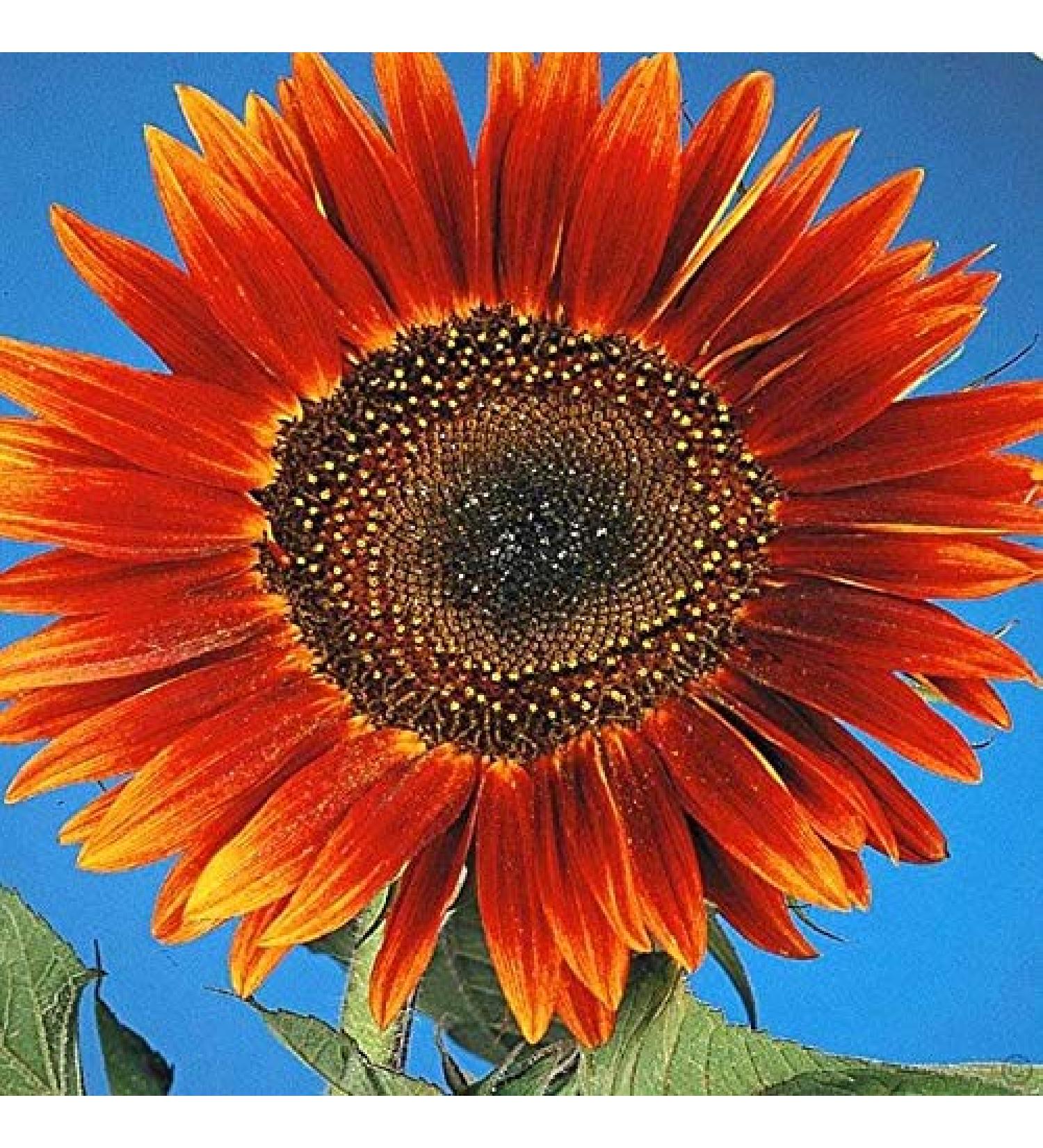 Girasole Evening Sun - 1 pacchetto dei semi