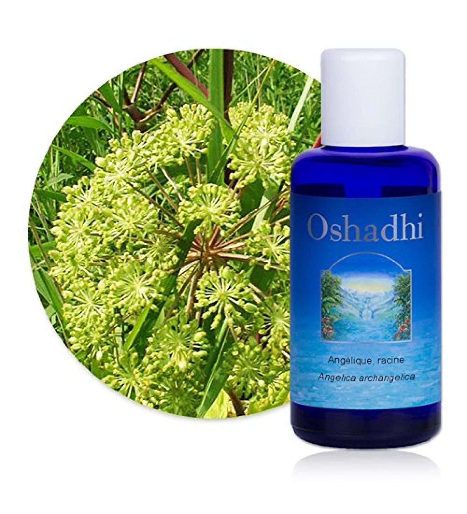 Hydrolat (Floral water): Angelica, organic root - Angelica archangelica - 100 ml