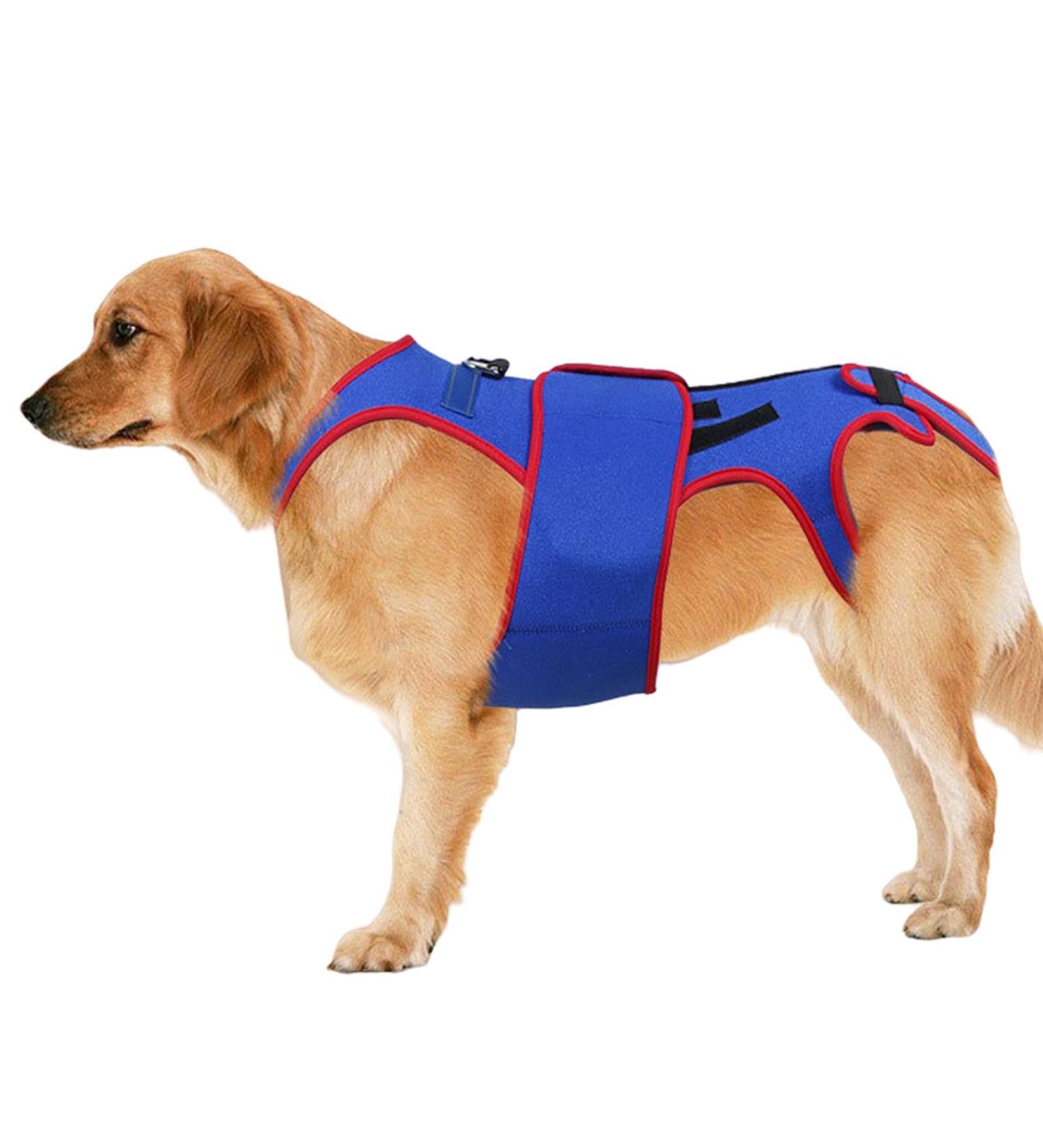 Dog Back Brace Pet Back Bracer for IVDD - D-Ring and Reflective Strips Pet Back Bracer for IVDD Dogs Back Prevention Recovery and Rehabilitation M - Buy Online on GoSupps.com
