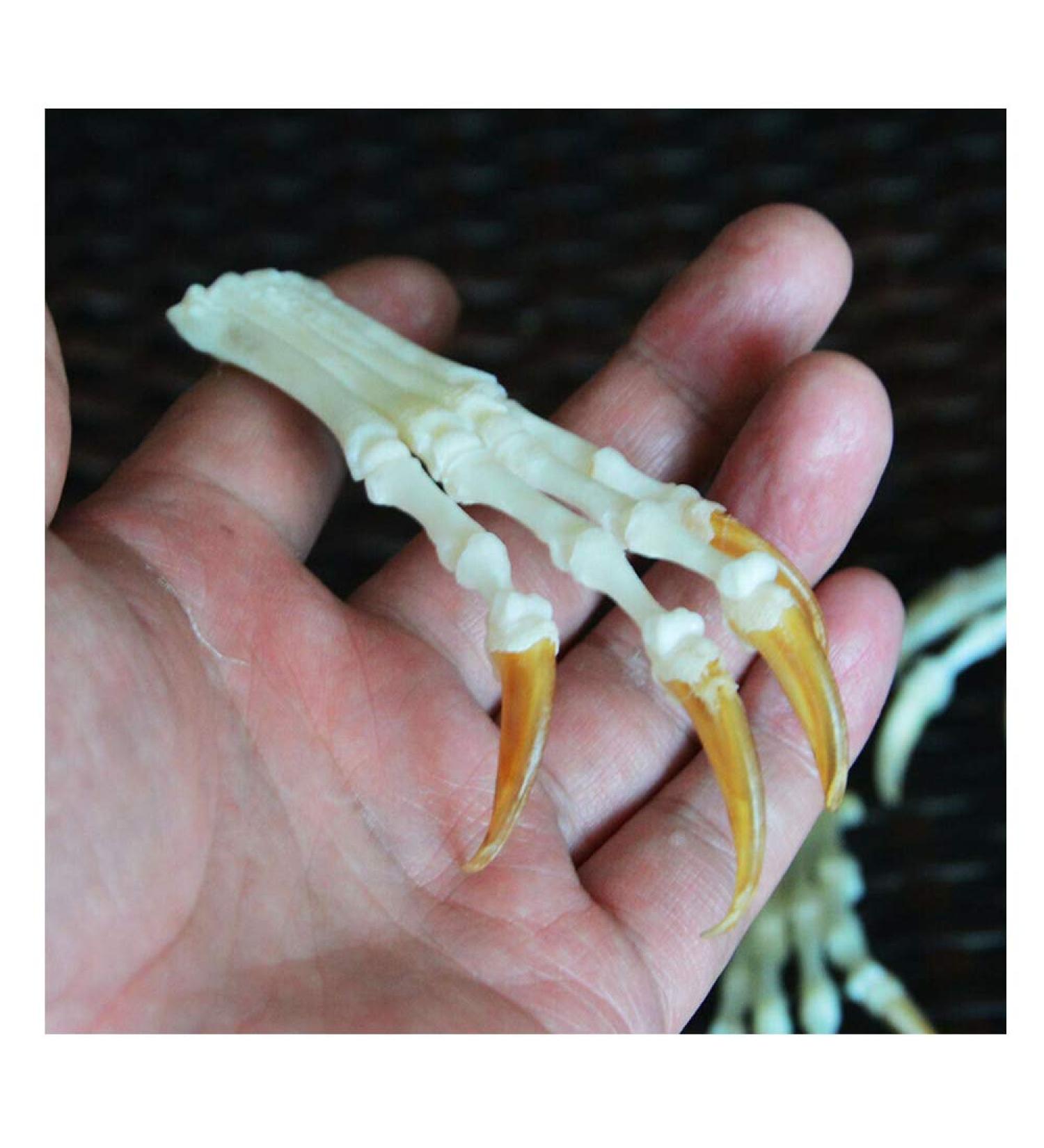 Wixine Fox Feet Articulated Bones Claws | Taxidermy Art Supplies - Buy Online on GoSupps.com