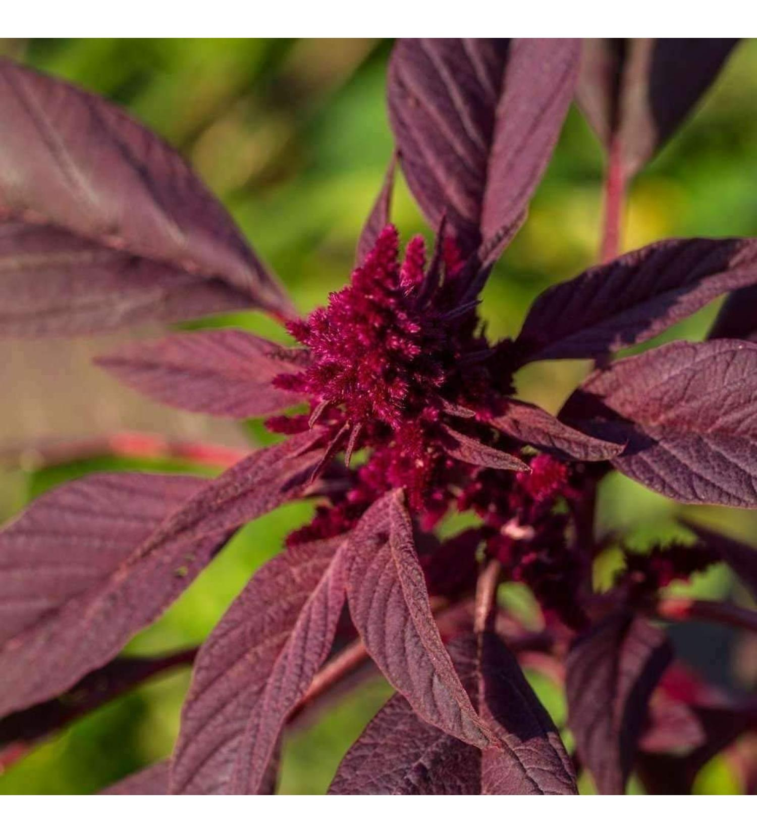 Germinazione dei semi: 14 g: Semi per Amaranto 'Garnet Red' - (Amaranthus Tricolor)