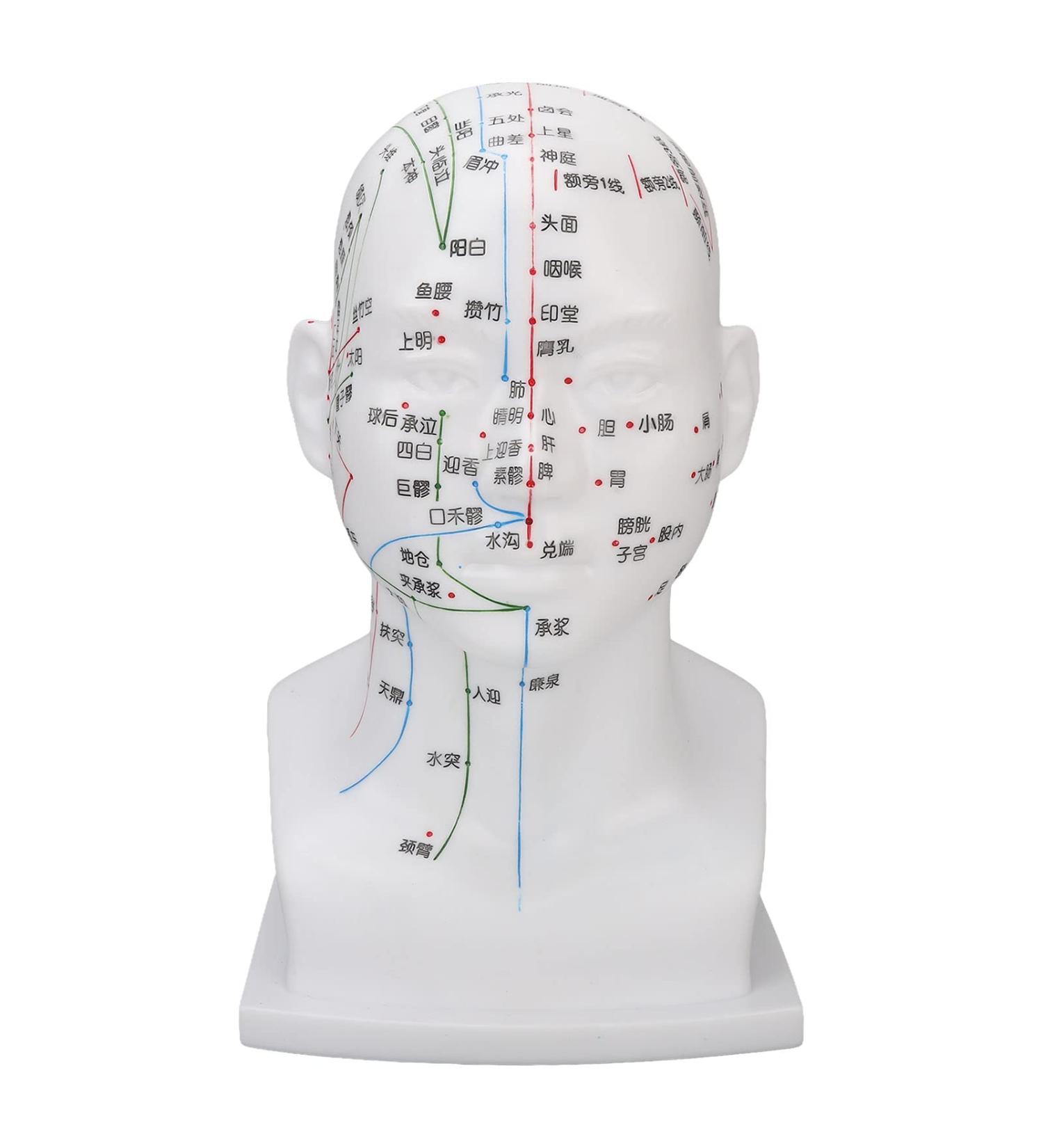 Buy Acupuncture Head Model with Point Markings | Ideal for Facial Treatments & Training Props - 11.8 inches Soft PVC - Buy Online on GoSupps.com