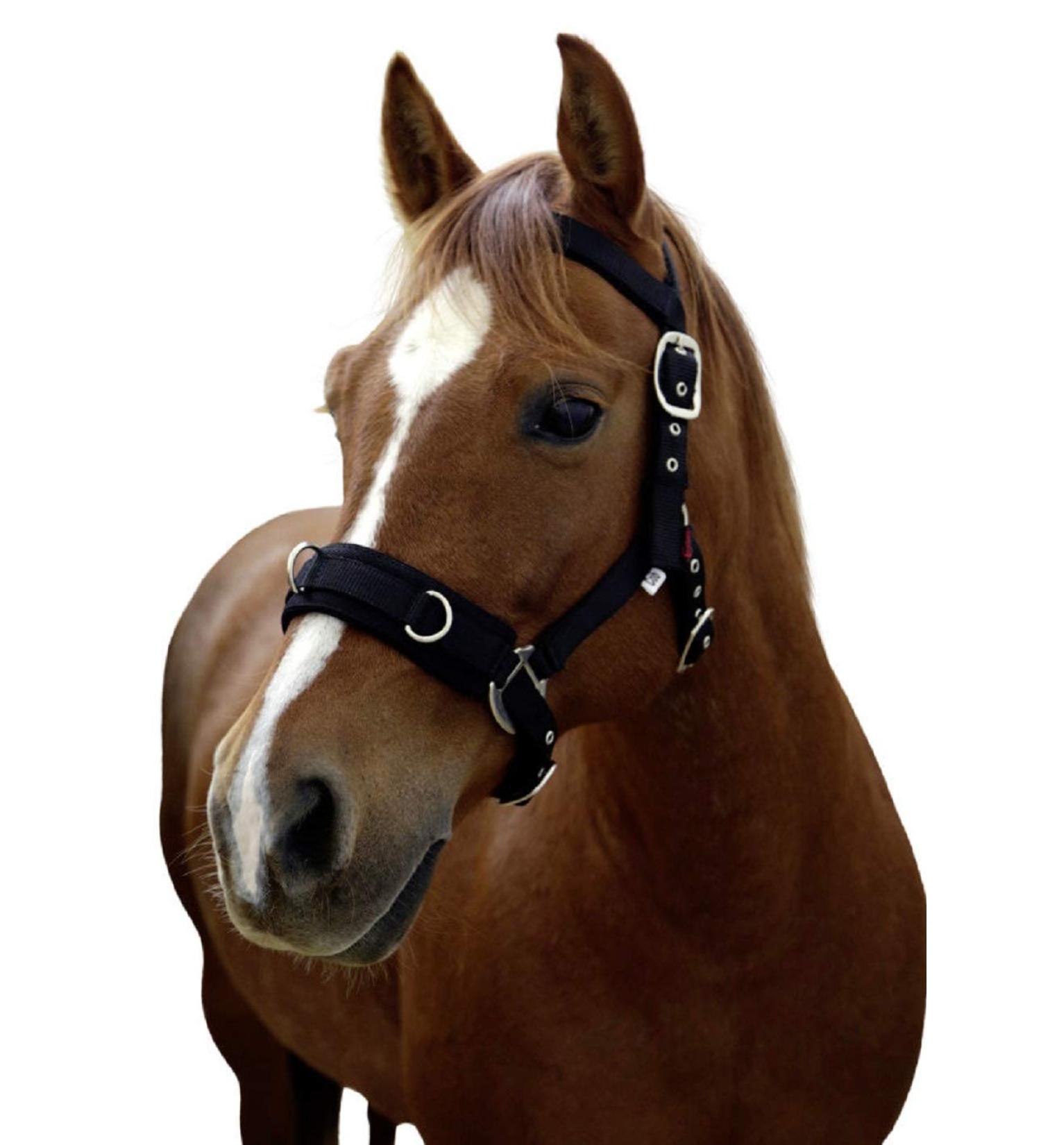 Kerbl Plastic Lunge Halter for Thoroughbreds - Durable Black Horse Training Equipment | International Shipping Available - Buy Online on GoSupps.com