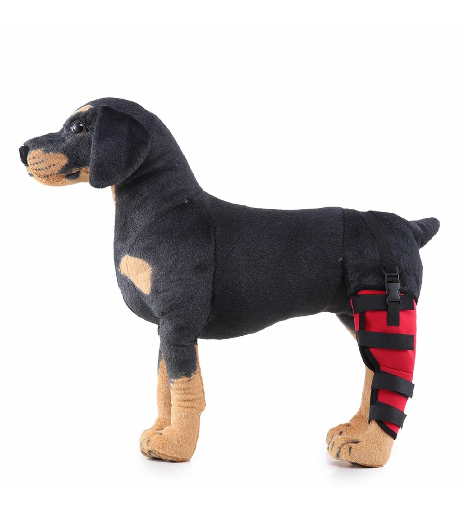 Dog Right Hind Leg Knee Brace Dog Braces for Back Legs Super Supportive for Heals Prevents Injuries Sprains Protects Wounds. B Medium - Buy Online on GoSupps.com