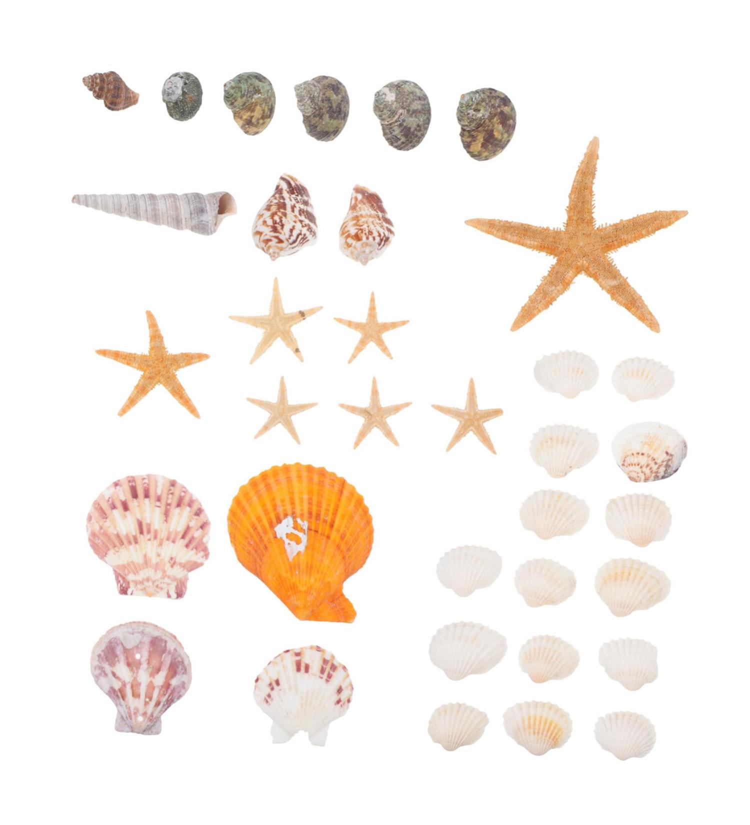 Artibetter Ocean Sea Shell Wedding Ornament 4 Mini Craft Shells Jewelry Aquarium Accessories Homemade Ornaments Conch Jewelry Natural Fish Tank Wedding D cor - Buy Online on GoSupps.com