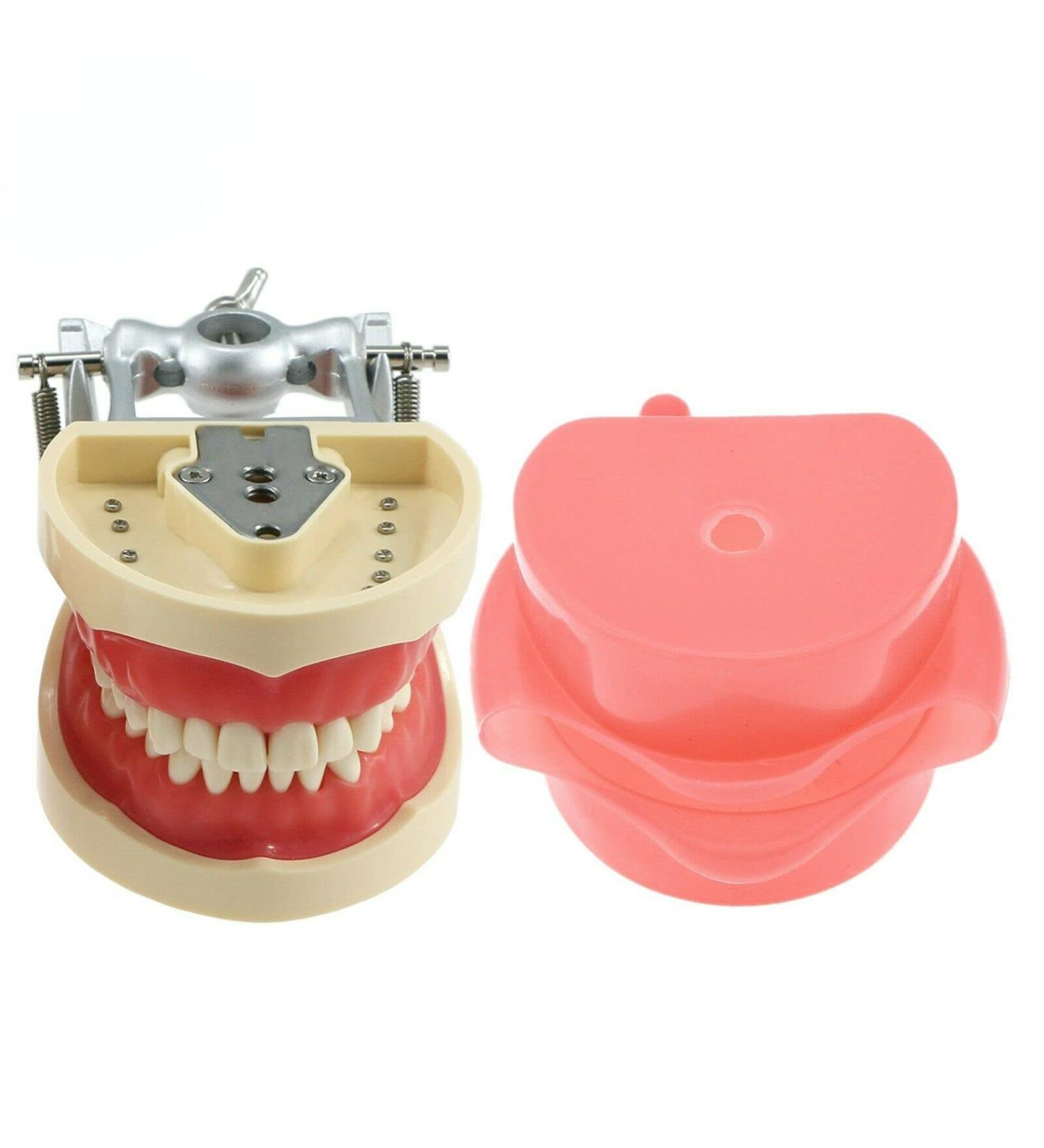 Dental Teeth Model Adult Denture Model with 28/32 Teeth Detachable Teeth Teeth Model Suitable for Research and Teaching for Dental Students Patient Education Display (M8012 + Simulation Cheek) - Buy Online on GoSupps.com