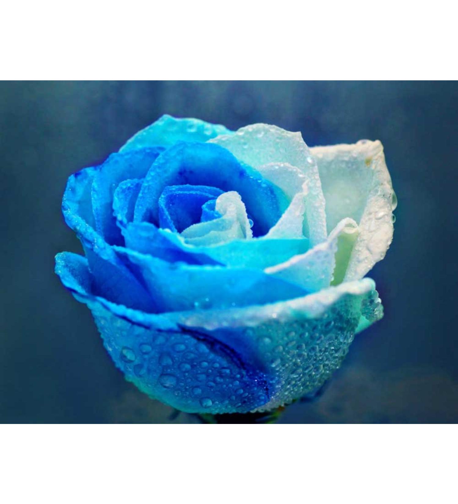 HERBORIST Hydrating Eye Contour Gel 20 g - Buy Online on GoSupps.com