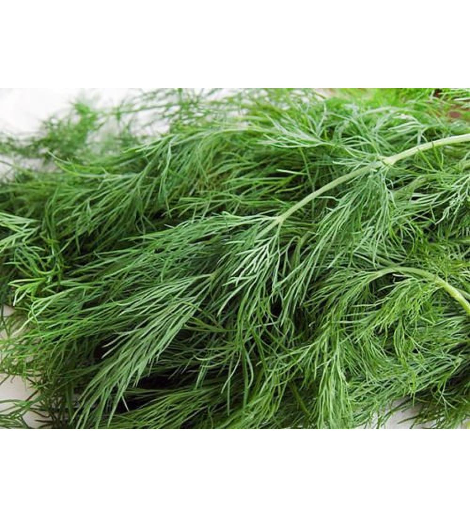 100 Organic Non-GMO Dukat Semi di aneto * Sweetest aromatico ad Alto rendimento - Buy Online on GoSupps.com