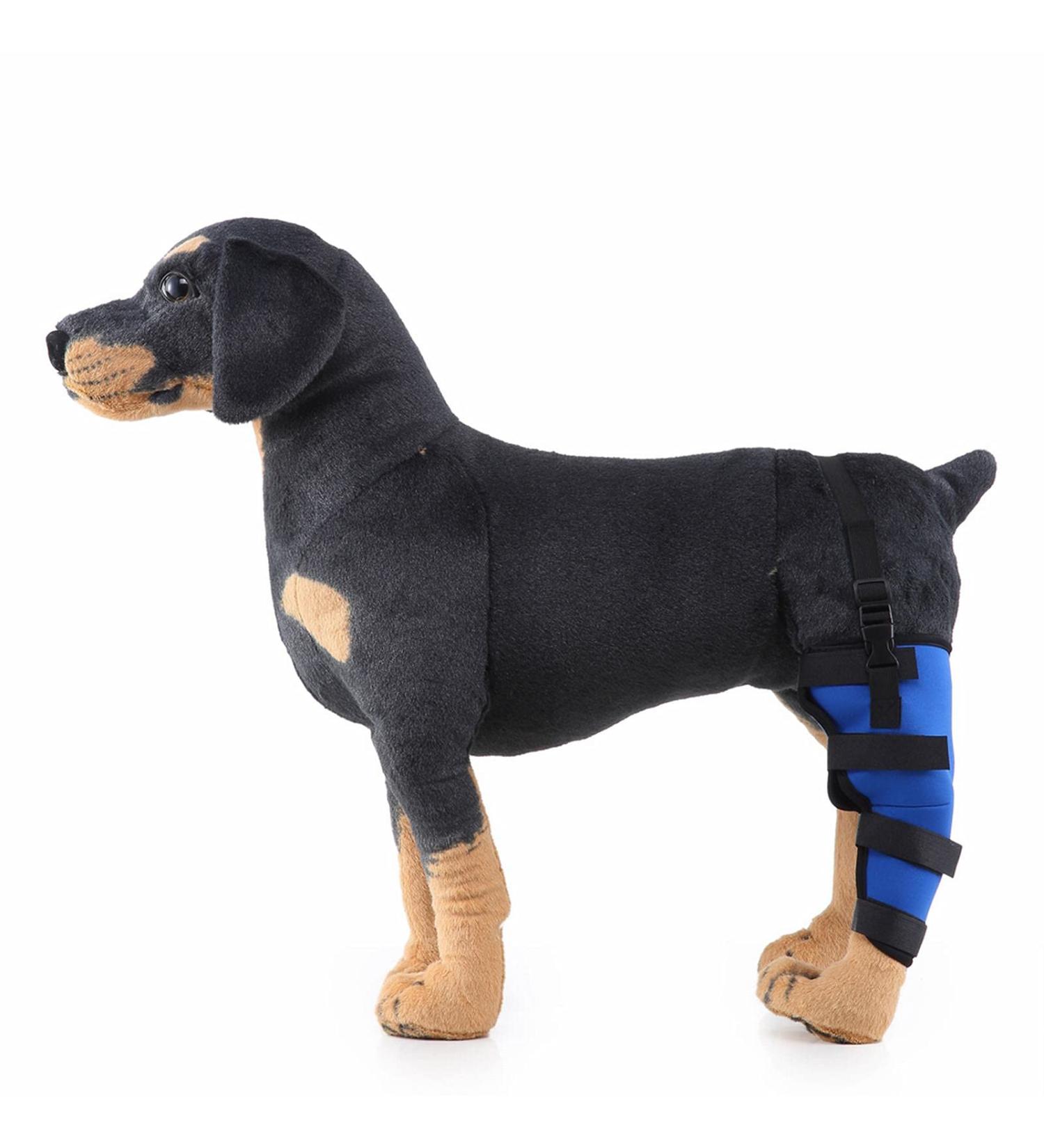 Dog Right Hind Leg Knee Brace Dog Braces for Back Legs Super Supportive for Heals Prevents Injuries Sprains Protects Wounds. C Small - Buy Online on GoSupps.com