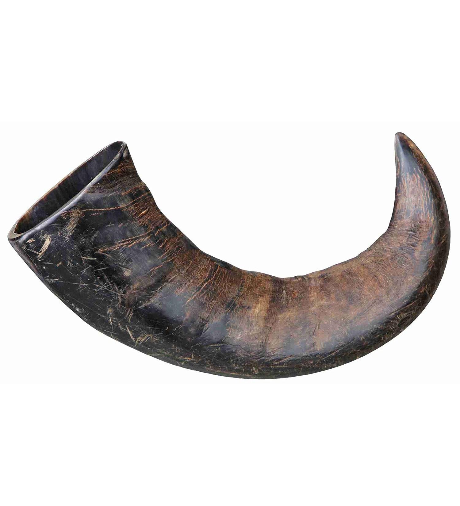 Buy TX-27743 Buffalo Chewing Horn Large - Natural Dog Chew | 1 Piece Pack - Durable & Healthy Treat - Buy Online on GoSupps.com