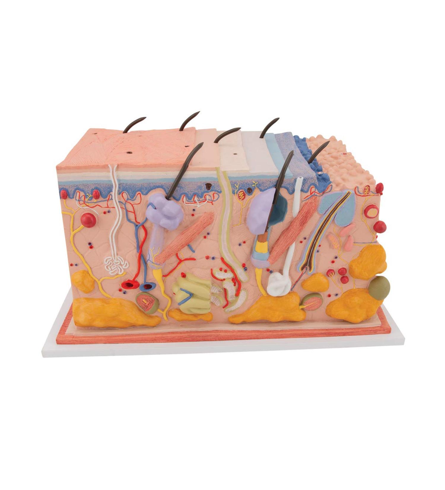 3B Scientific J13 Skin Block Model 70 Times Full-Size 17.3-Inchx9.4-Inchx9.1-Inch - Buy Online on GoSupps.com
