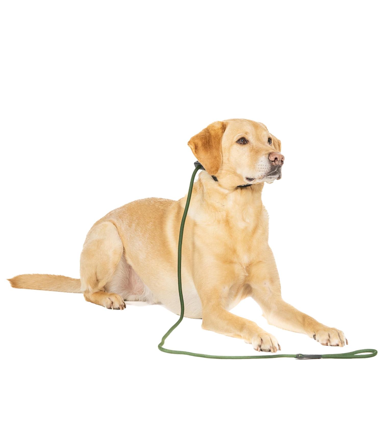 Fenrir Slip Leash 1.4m Green with Spring Loaded Stopper - Shop Now! - Buy Online on GoSupps.com