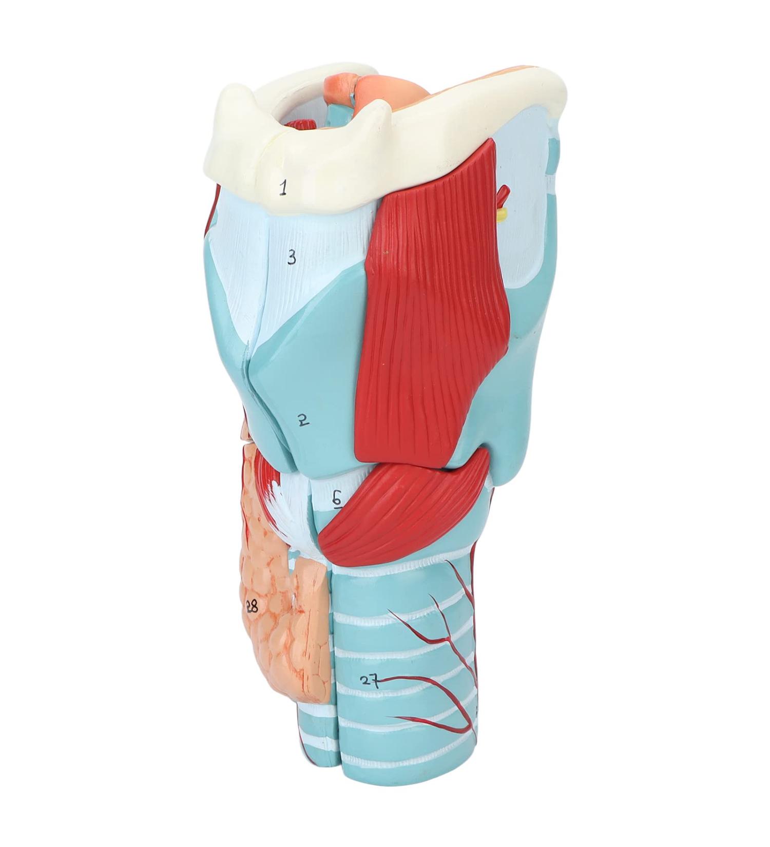 2X Magnification Human Throat Model for Teaching Display - Clear Vinyl Structure with Thyroid and Trachea Dissection - Buy Online on GoSupps.com