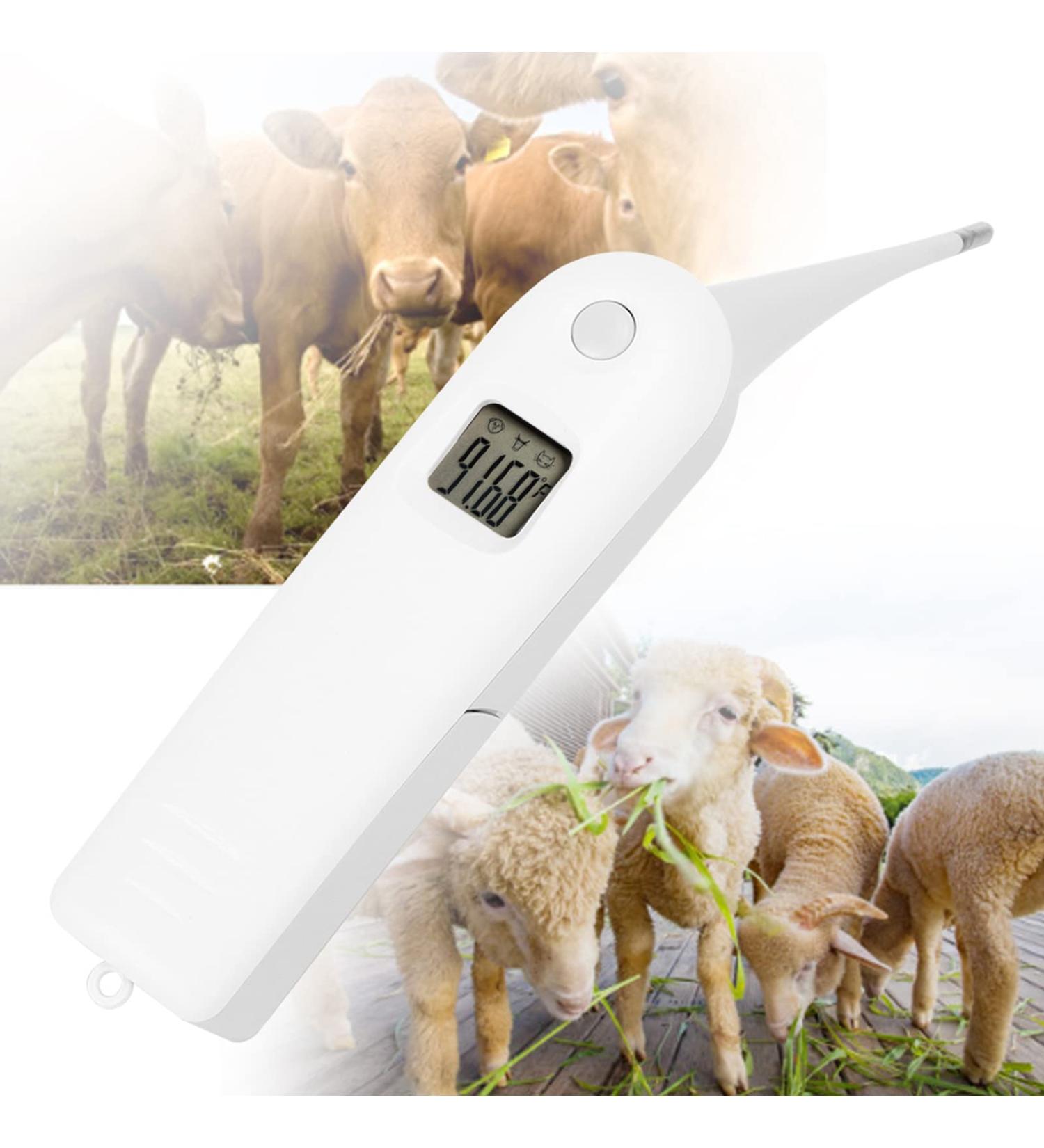 Fast Digital Veterinary Thermometer for Livestock | Anus Thermometer for Pigs, Cattle, Sheep & Pets - Buy Online on GoSupps.com