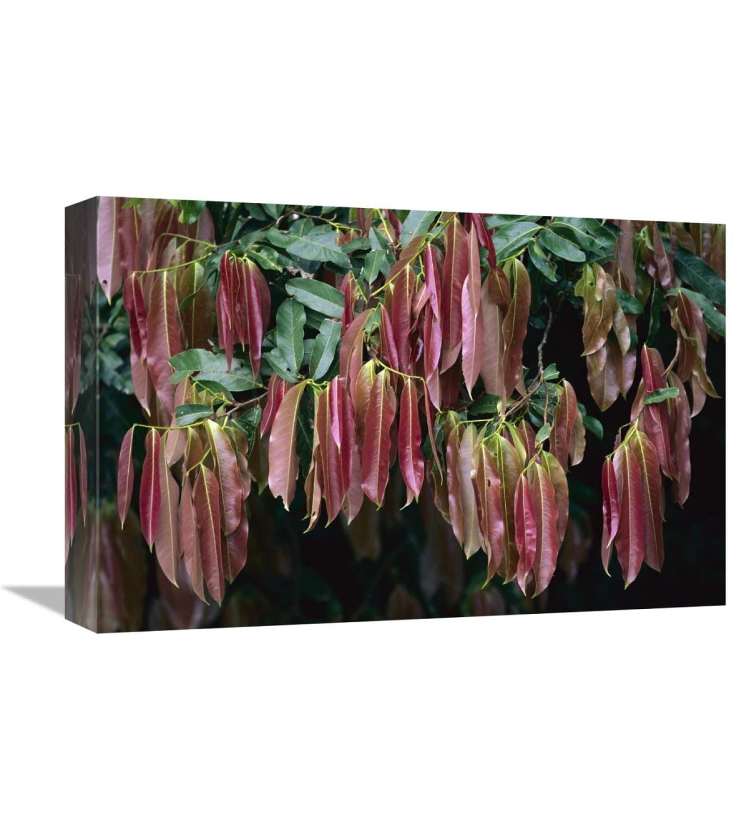 12 x 18 in. Young Red Leaves Lacking Chlorophyll Barro Colorado Island Panama Art Print - Christian Ziegler