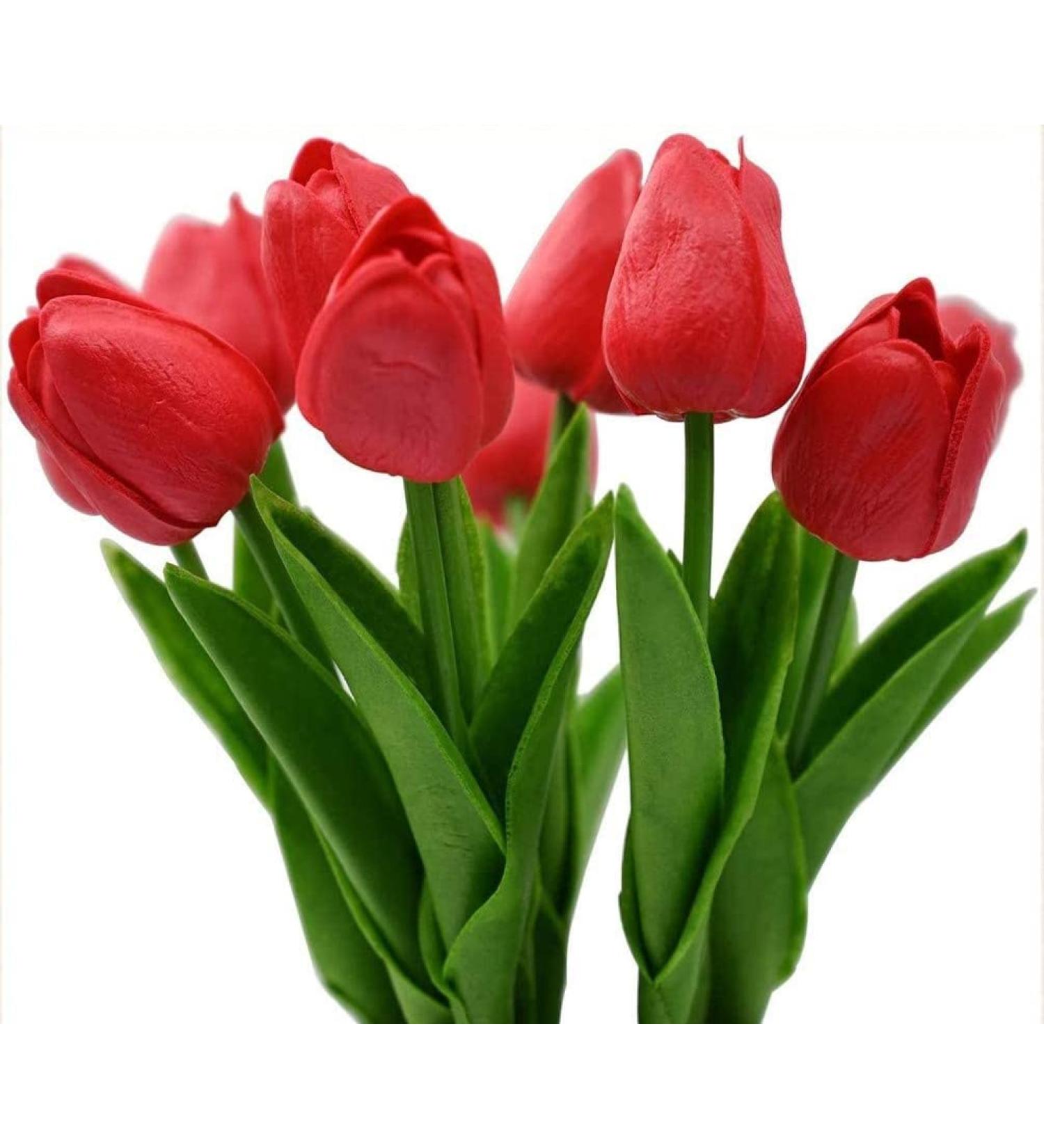 5x Tulip Bulbs Mixed Tulip Bulbs Cold Hardy Spring Flowers Double Flower - Buy Online on GoSupps.com