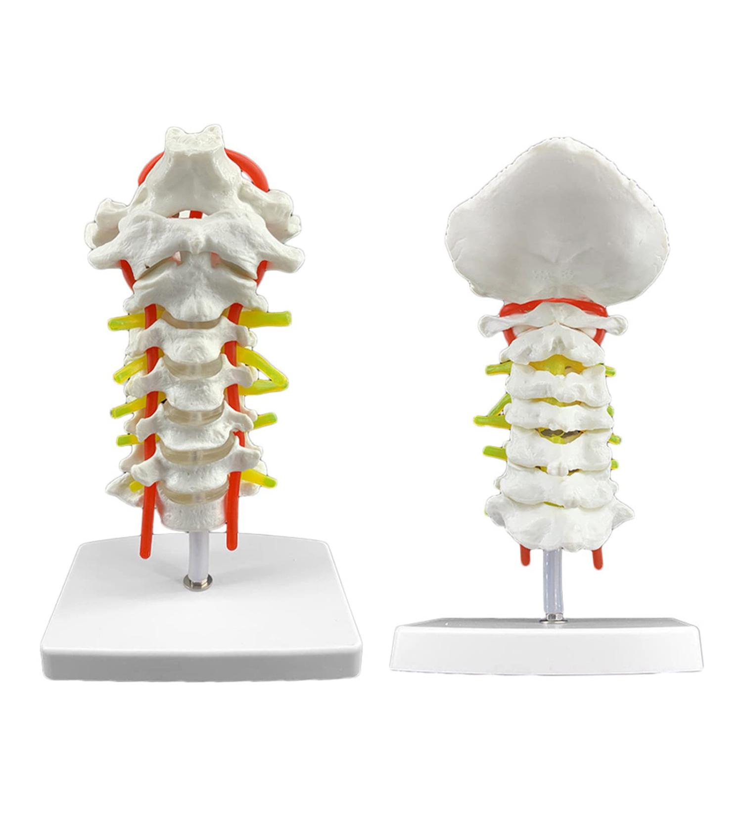 Spinal Nerves Cervical Spine & Occipital & Vertebral Artery Model Spinal Nerve Model Human Cervical Model with Neck Artery Hospital Teaching Model - Buy Online on GoSupps.com
