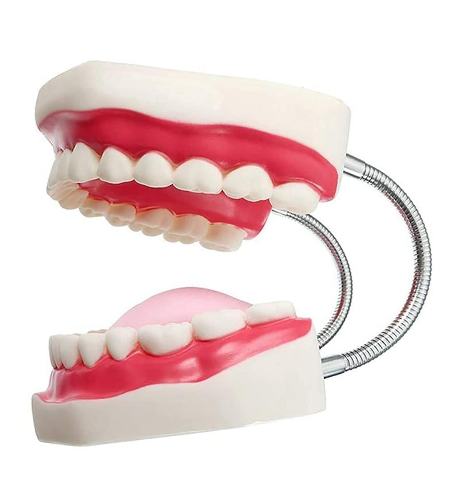 Gljy Dental Clinic Standard Model - Ideal for Teeth & Gum Demonstrations | Easy to Use & Maintain - Buy Online on GoSupps.com