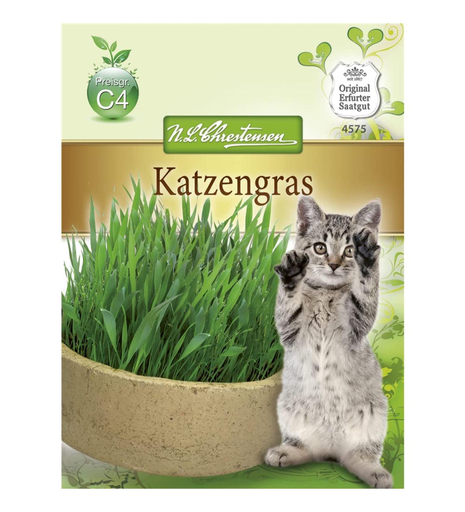 Cat grass seeds grass for cats and tomcats