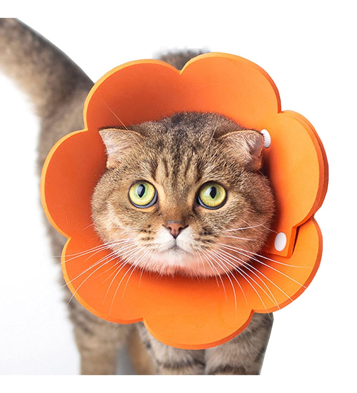 Buy Tecatty Pets Calant Adjustable Anti-Digging Cat Collar | Lightweight Elizabethan Collar for Cats (M Orange) - International Shipping Available - Buy Online on GoSupps.com