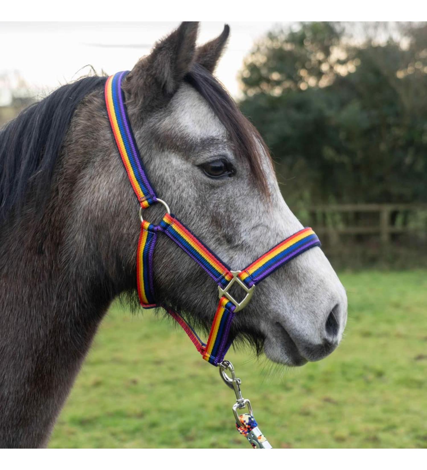 Cameo Equine Quality Padded Headcollar & Strong Leadrope - Comfortable & Stylish Rainbow Pony