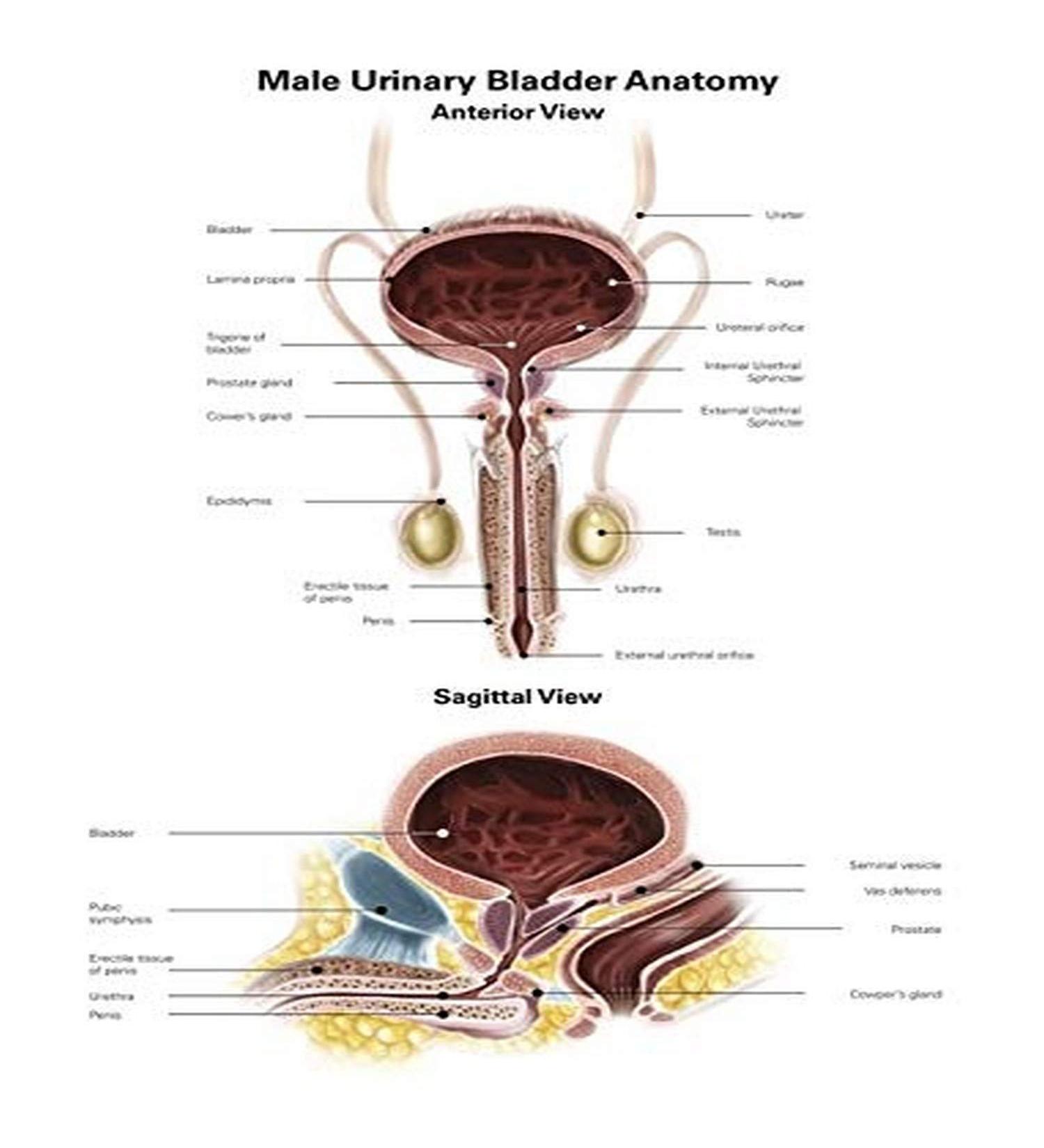 Anterior view and sagittal view of male urinary bladder Poster Print by Alan GesekStocktrek Images (24 x 32)