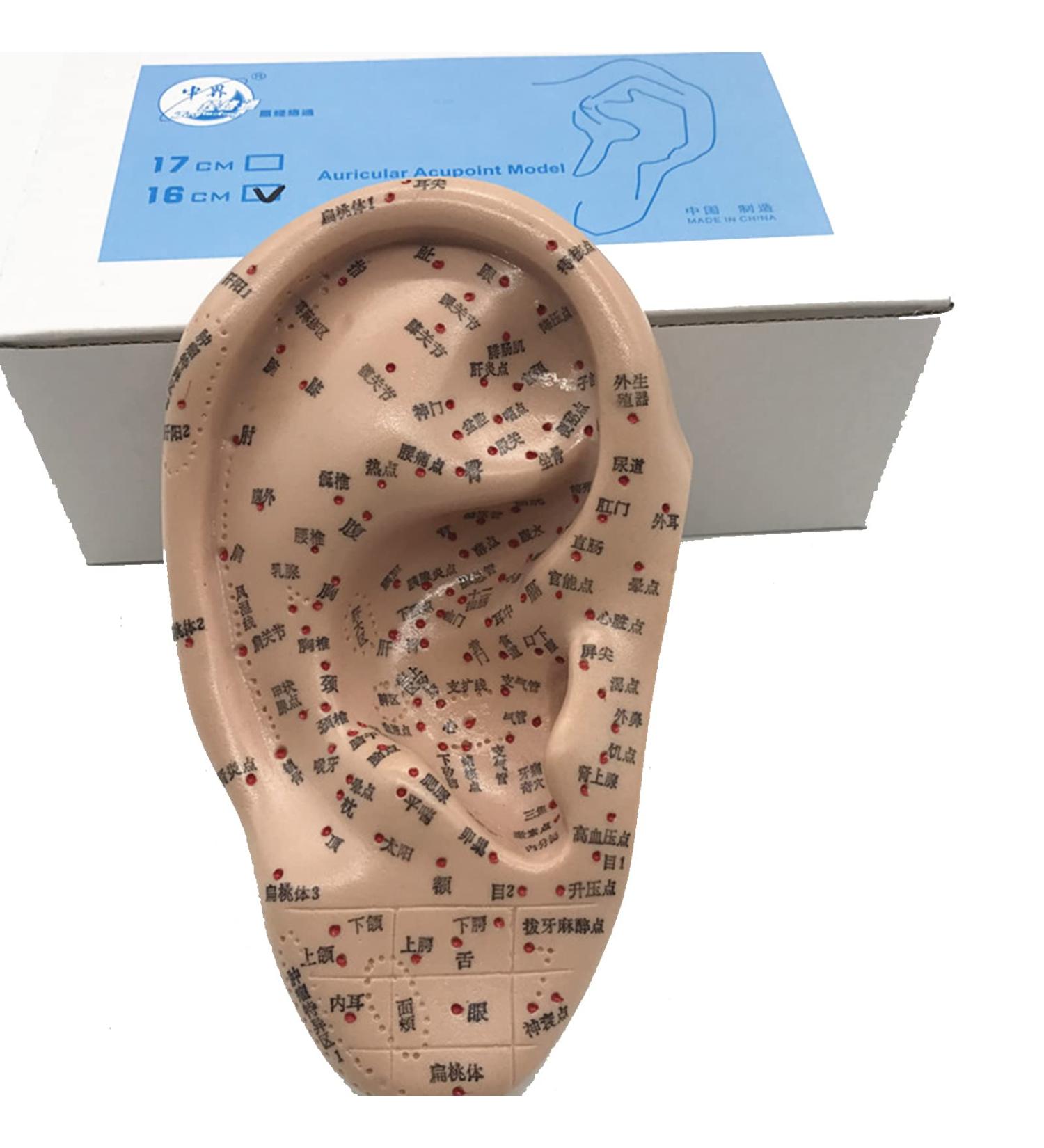 16cm Human Ear Acupuncture Point Model Meridian and Ear Model - Clear Handwriting Environmentally Friendly and Durable - for Ear Acupuncture Point Study Teaching - Buy Online on GoSupps.com