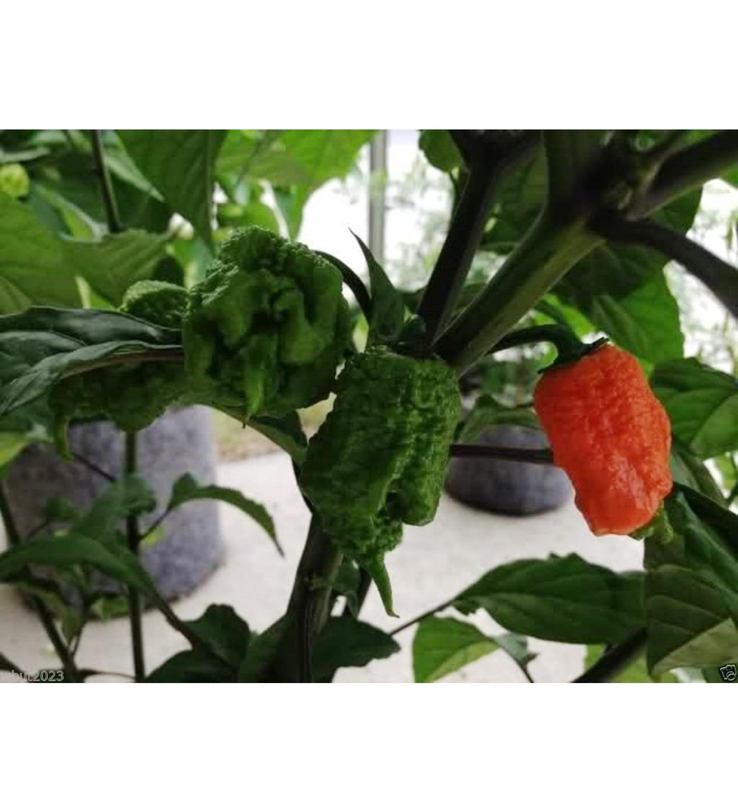 Trinidad 7 Pod Primo Capsicum chinense 10 Seeds Organic Very Rare - Buy Online on GoSupps.com