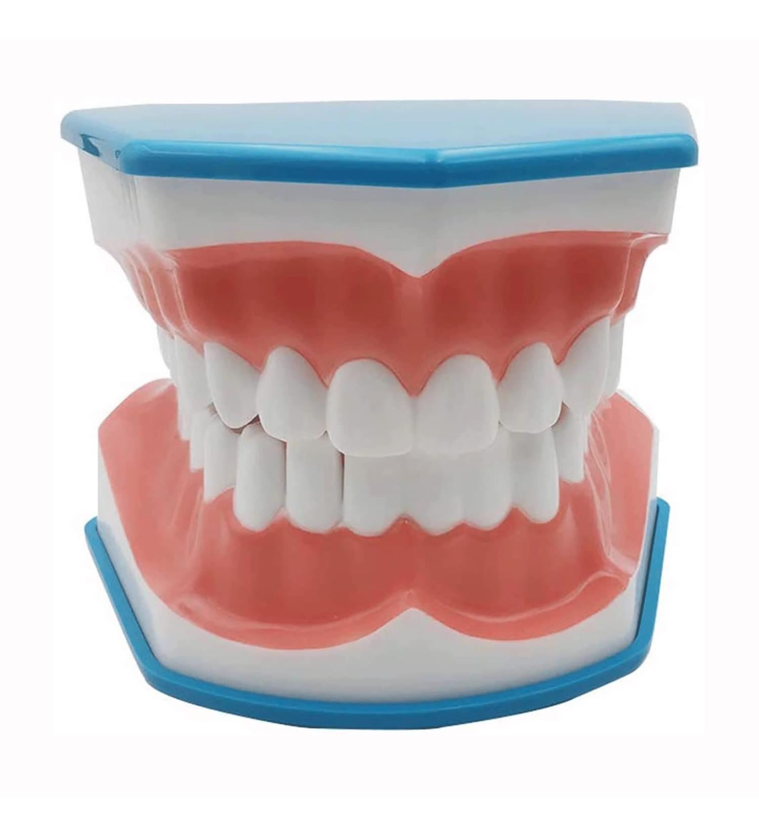 BFEIWGHA Teeth Model - Standard Dental Study Tool | 6X Enlarged Mouth Dental Model for Kids | Ideal for Teaching & Demonstration - Buy Online on GoSupps.com