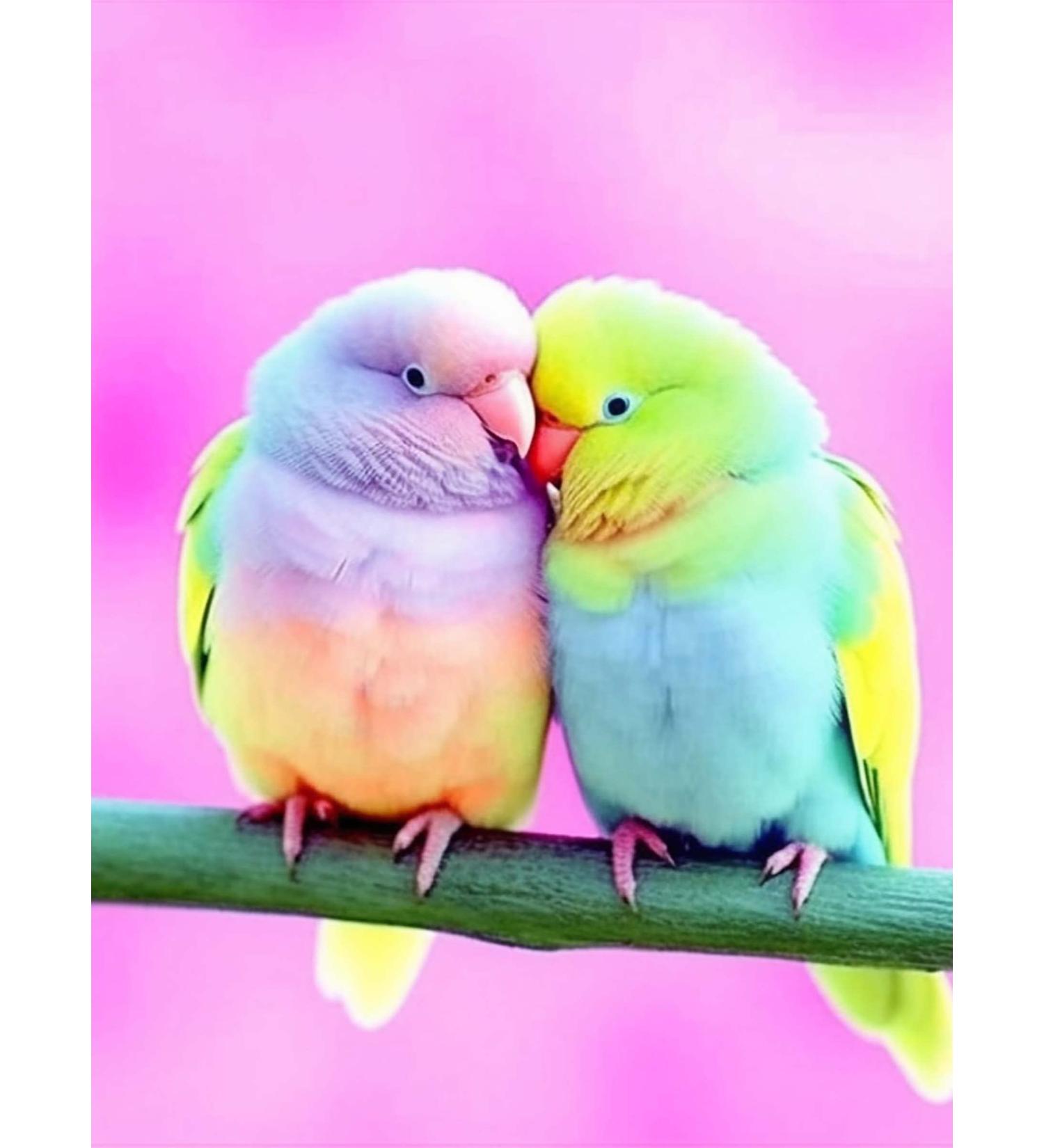 Colorful Bird Diamond Painting Kit | DIY Embroidery Cross Stitch Craft | Full Drill 12x16 inch | Modern Arts & Crafts | Perfect Gift for Women & Girls - Buy Online on GoSupps.com