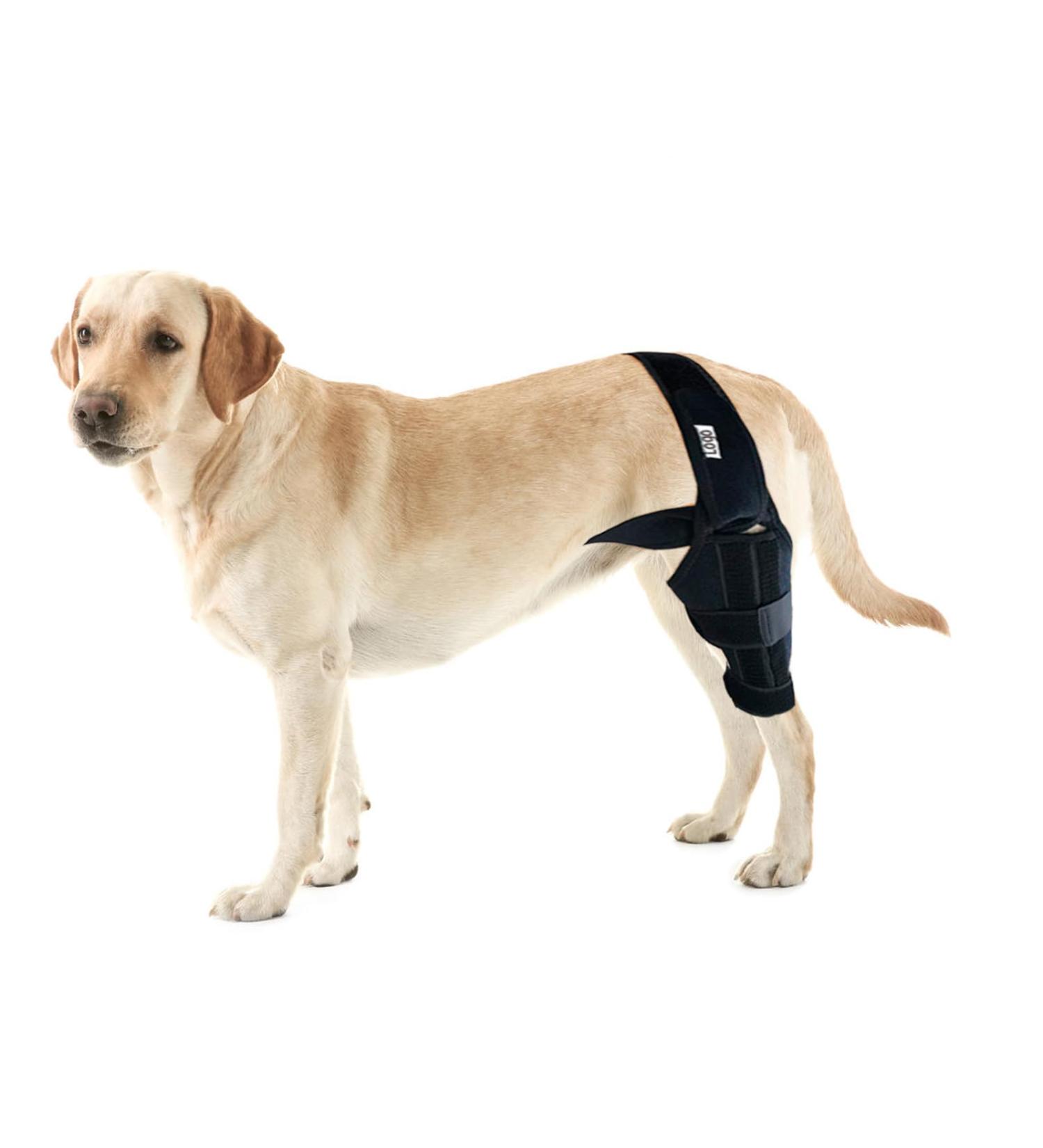 Dog Knee Brace for Back Leg Dog Elbow Brace Protector Pads for Support with Cruciate Ligament Injury Dysplasia Osteoarthritis Dog Leg Braces Adjustable Dog Rear Leg Braces (M) - Buy Online on GoSupps.com